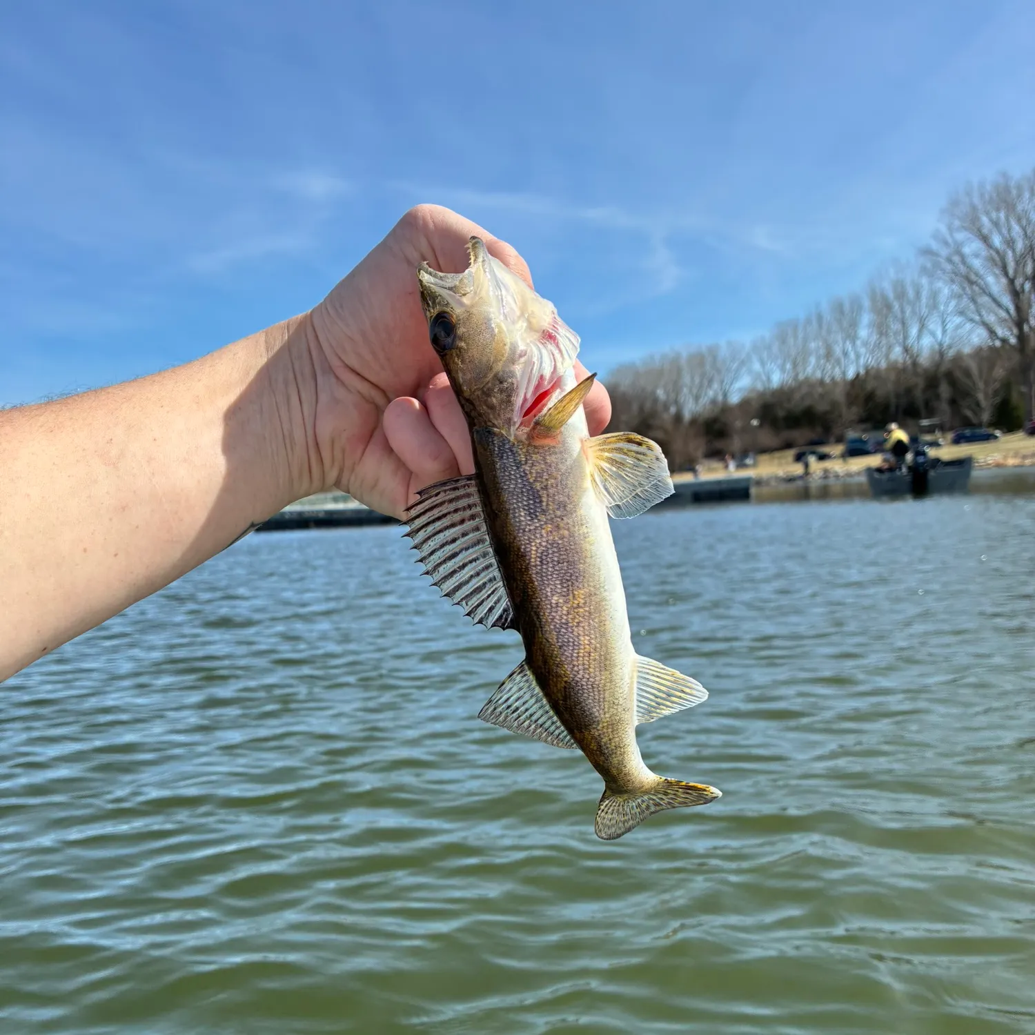 The most recent Sauger catches on Fishbrain