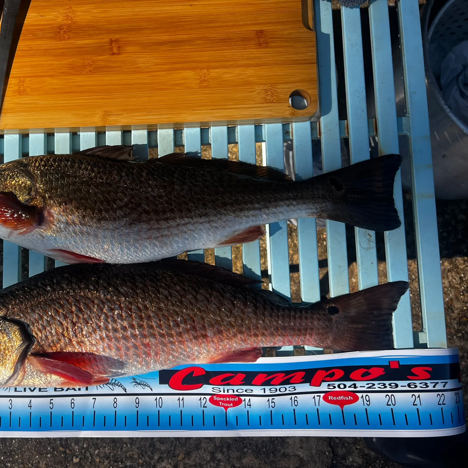 recently logged catches