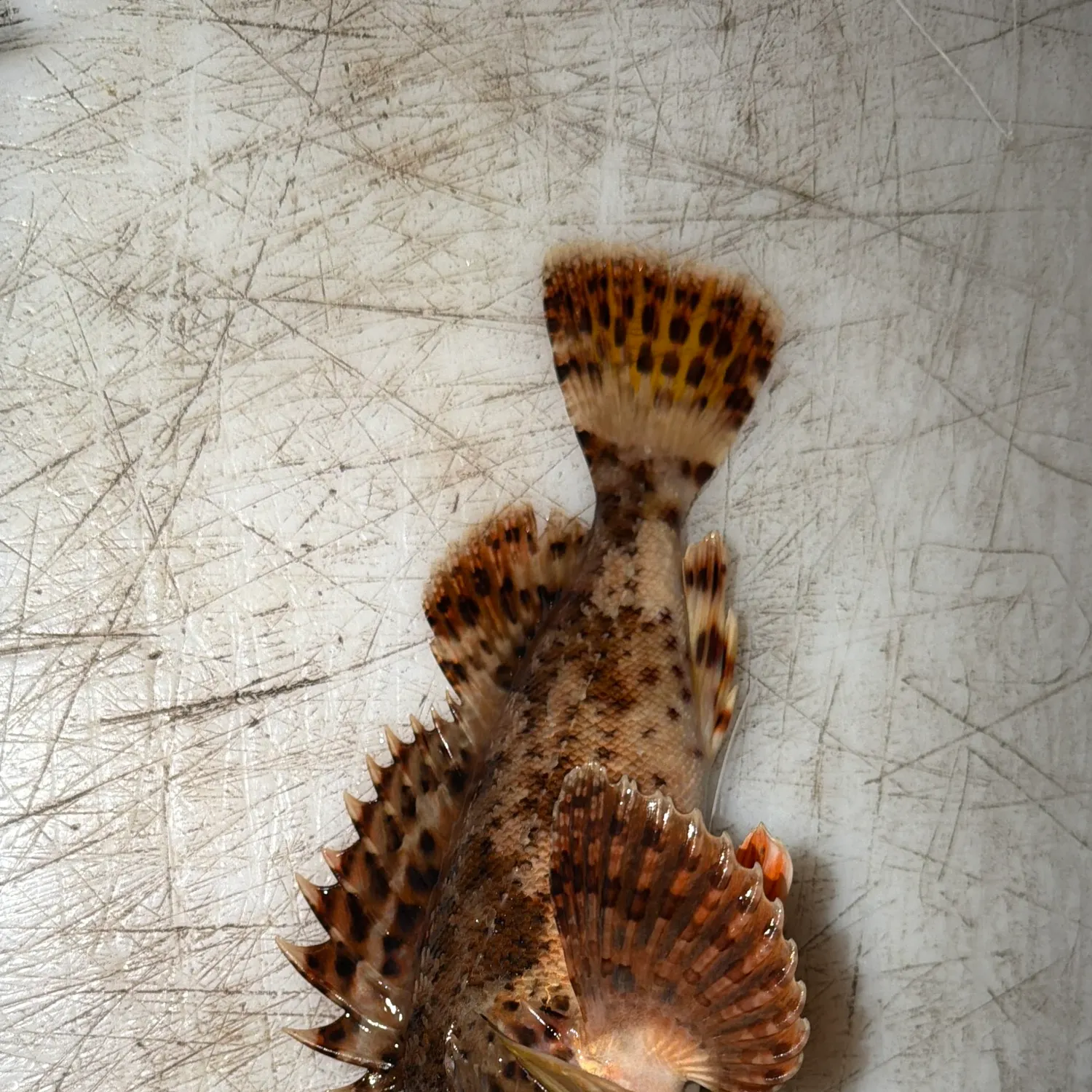 The most recent California scorpionfish catches on Fishbrain