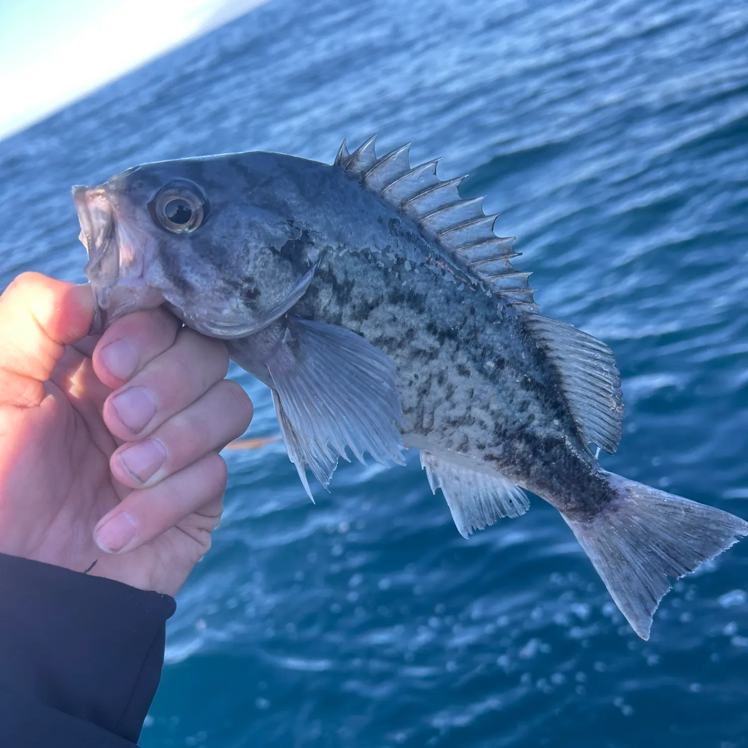 The most recent Blue rockfish catches on Fishbrain