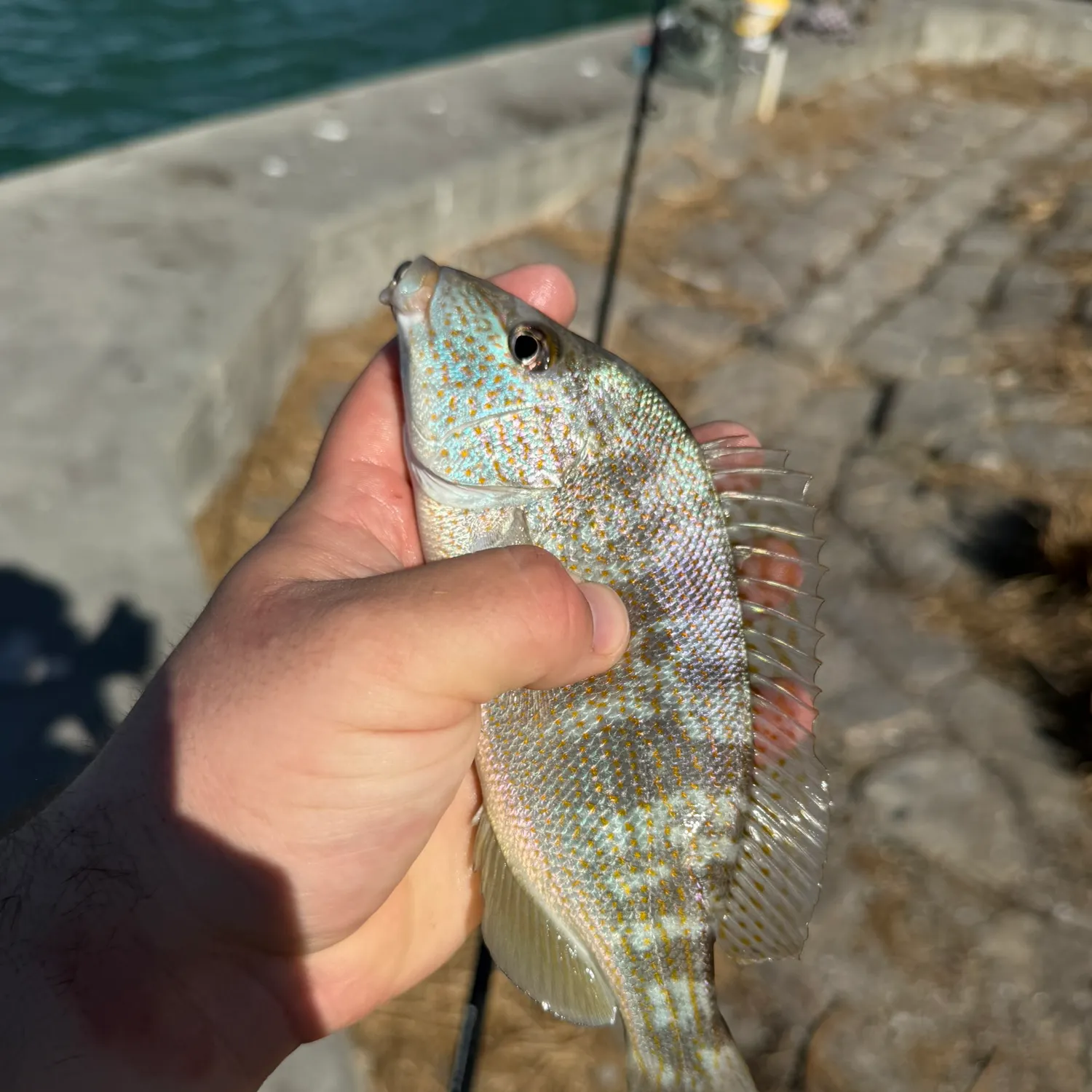 The most recent Pigfish catches on Fishbrain