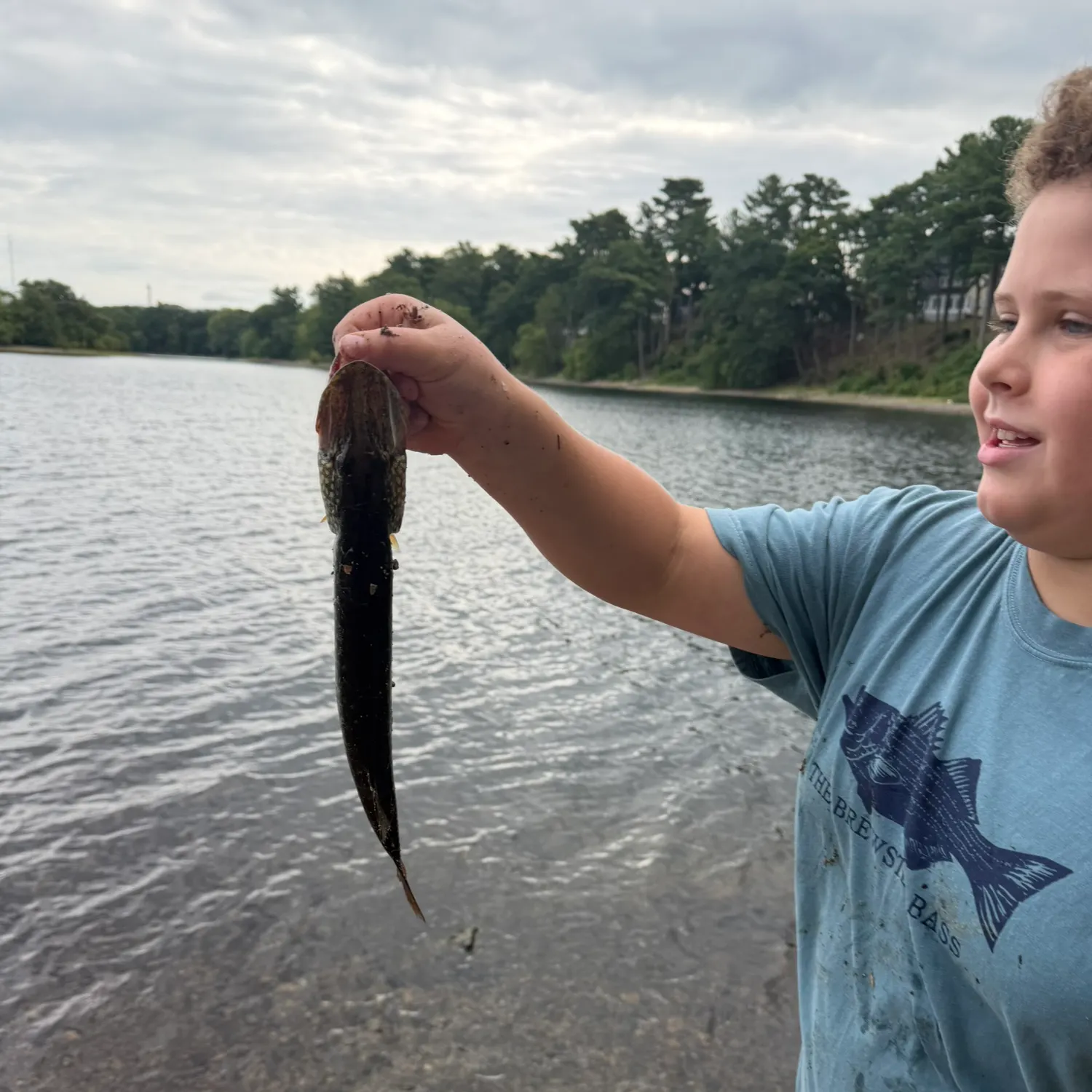 Chain pickerel caught on Fishbrain