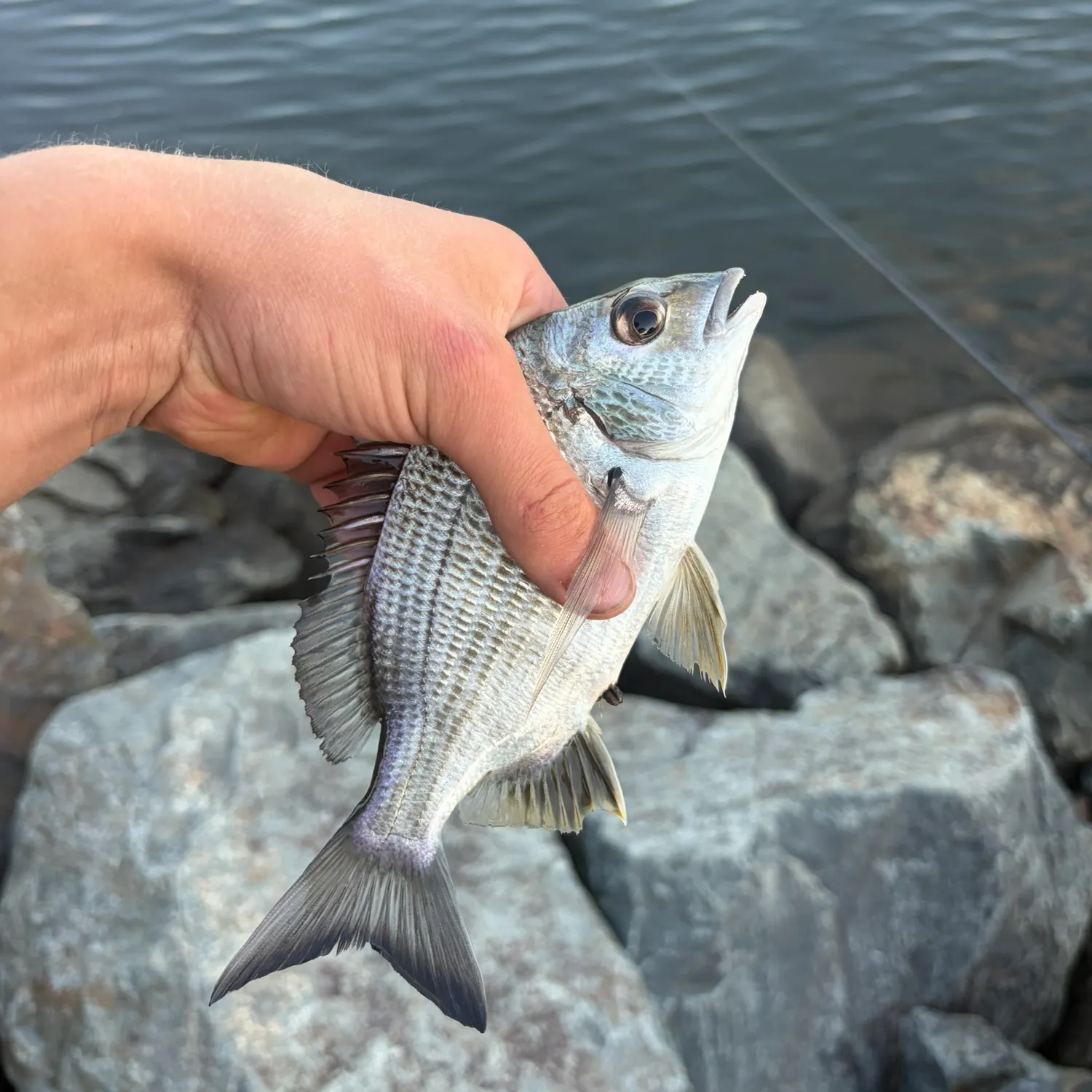 Surf bream caught on Fishbrain