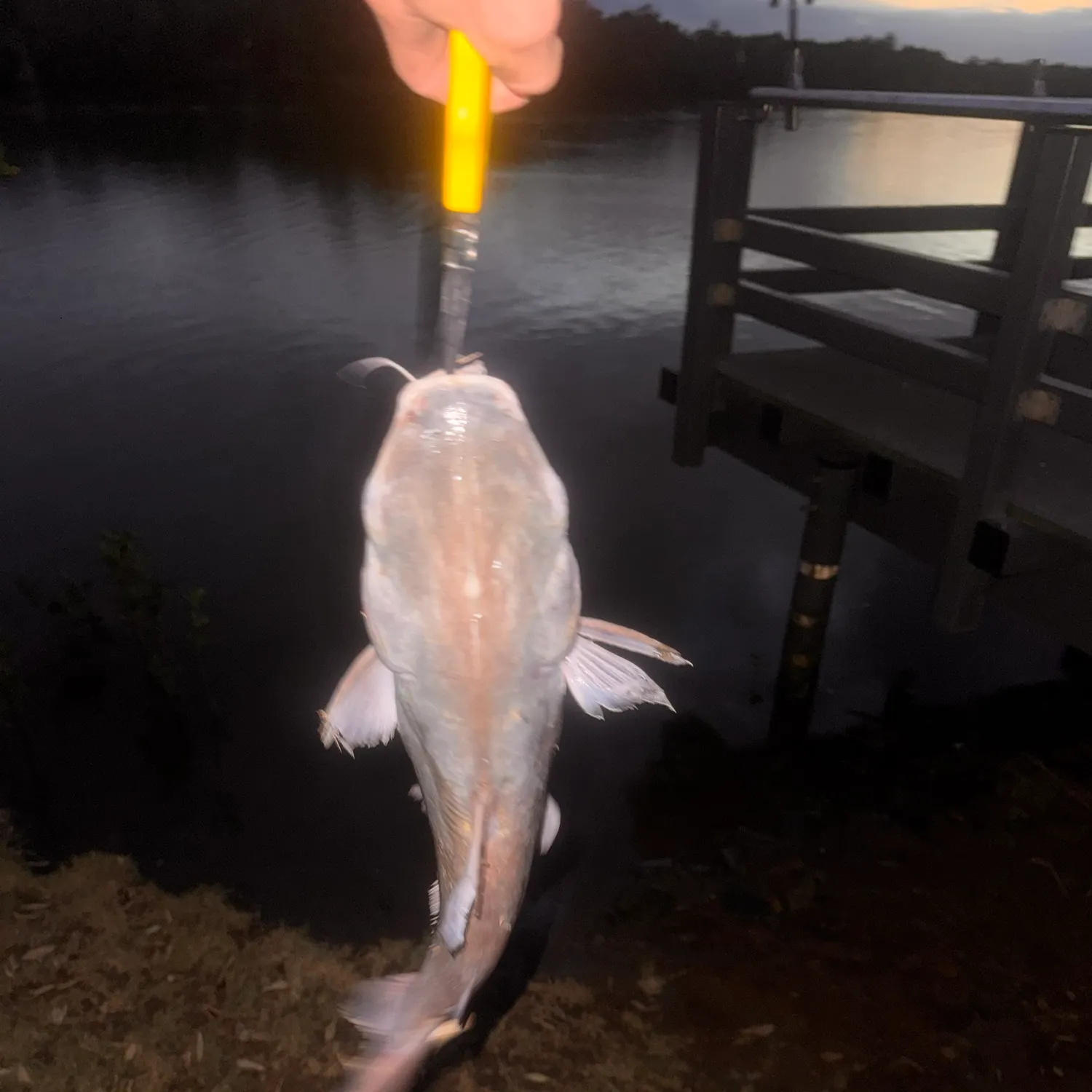 Fish caught on Fishbrain