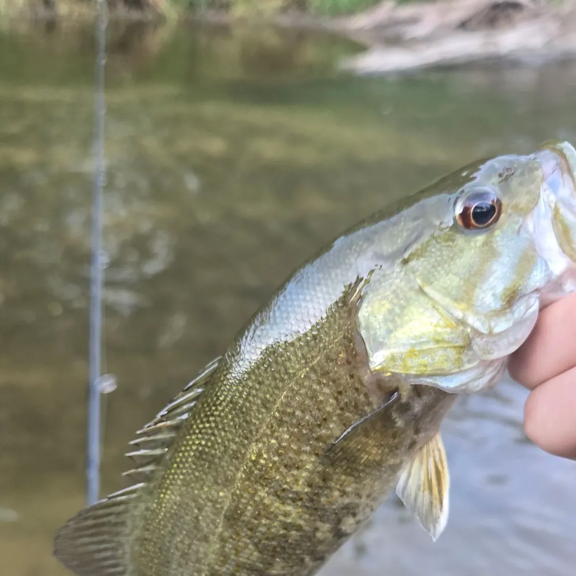 Smallmouth bass caught on Fishbrain