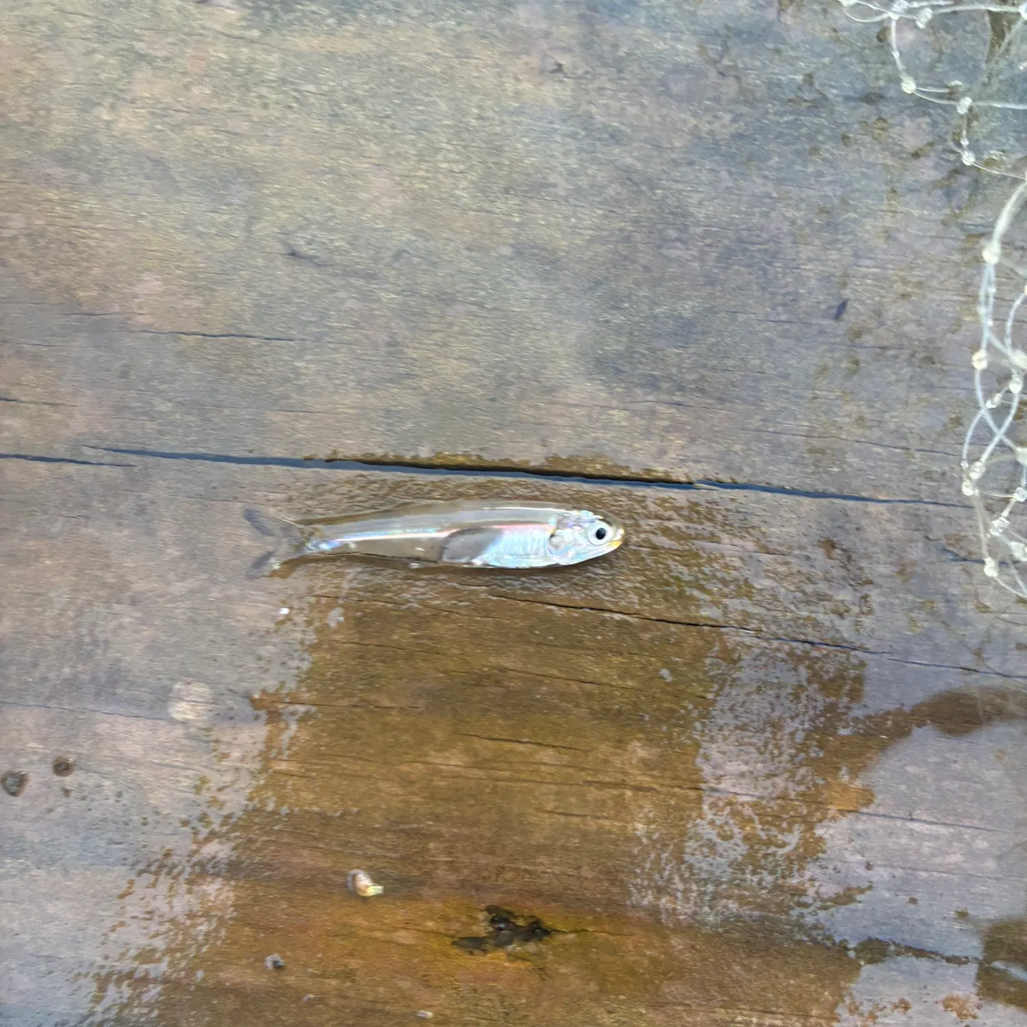 The most recent Bay anchovy catches on Fishbrain