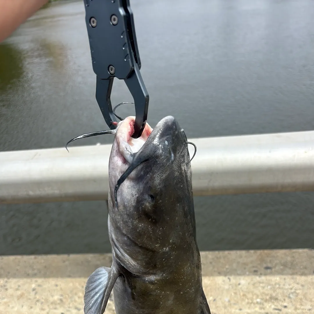 Channel catfish caught on Fishbrain