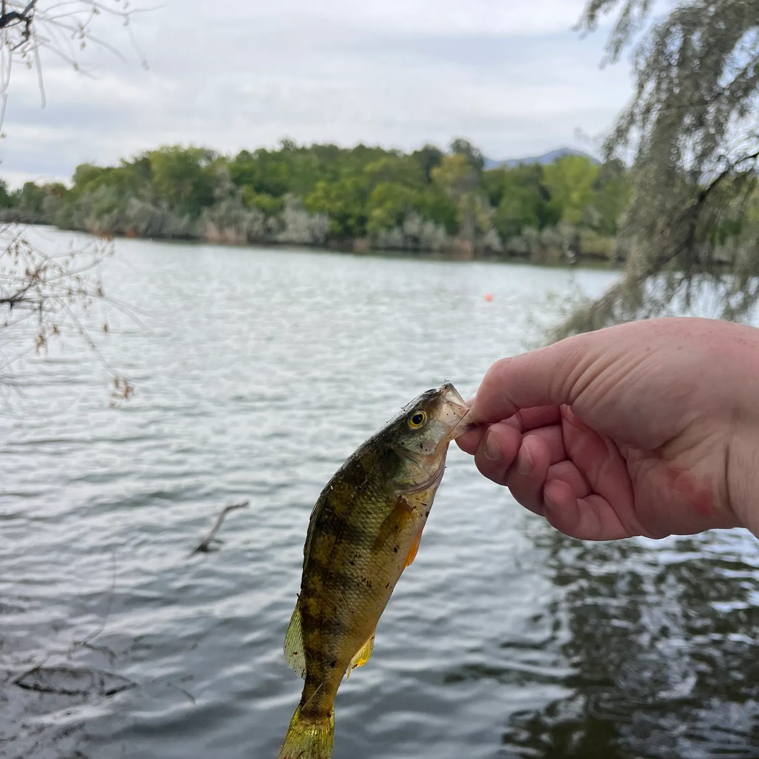 Yellow perch caught on Fishbrain