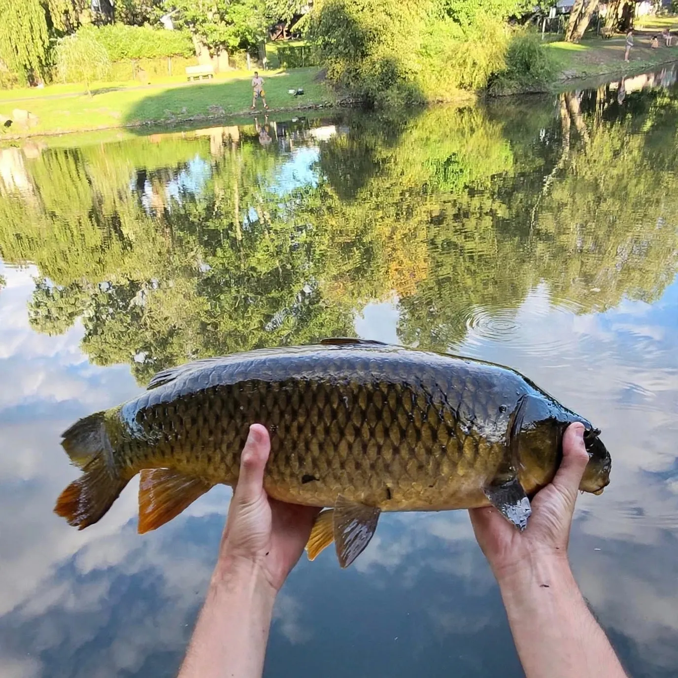Common carp caught on Fishbrain