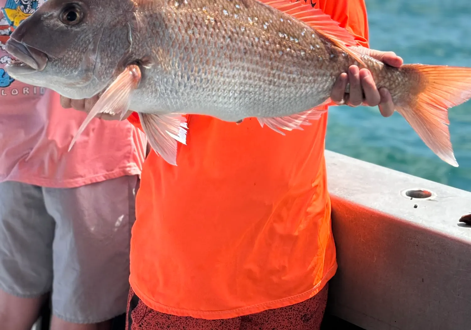 Australasian snapper