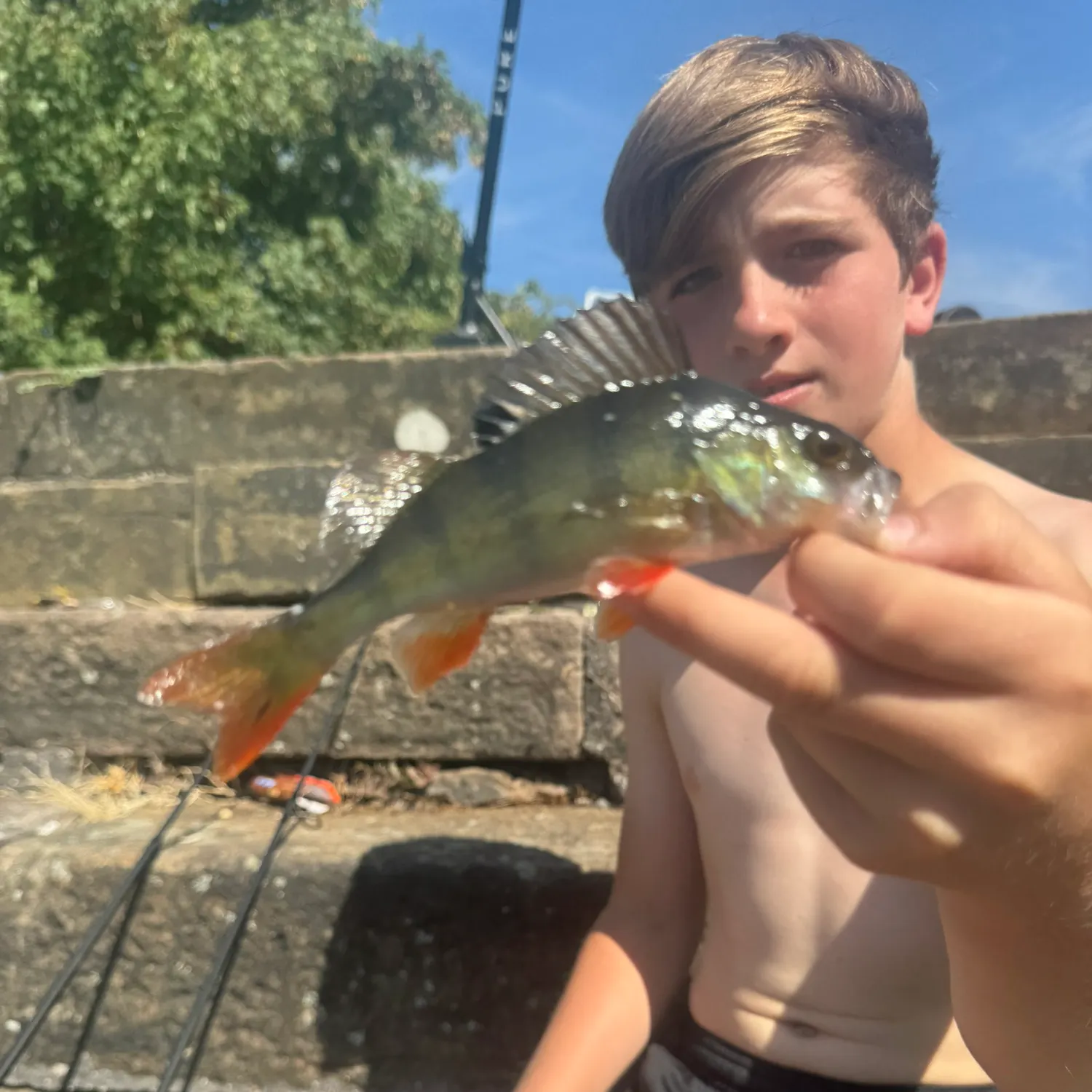 European perch caught on Fishbrain