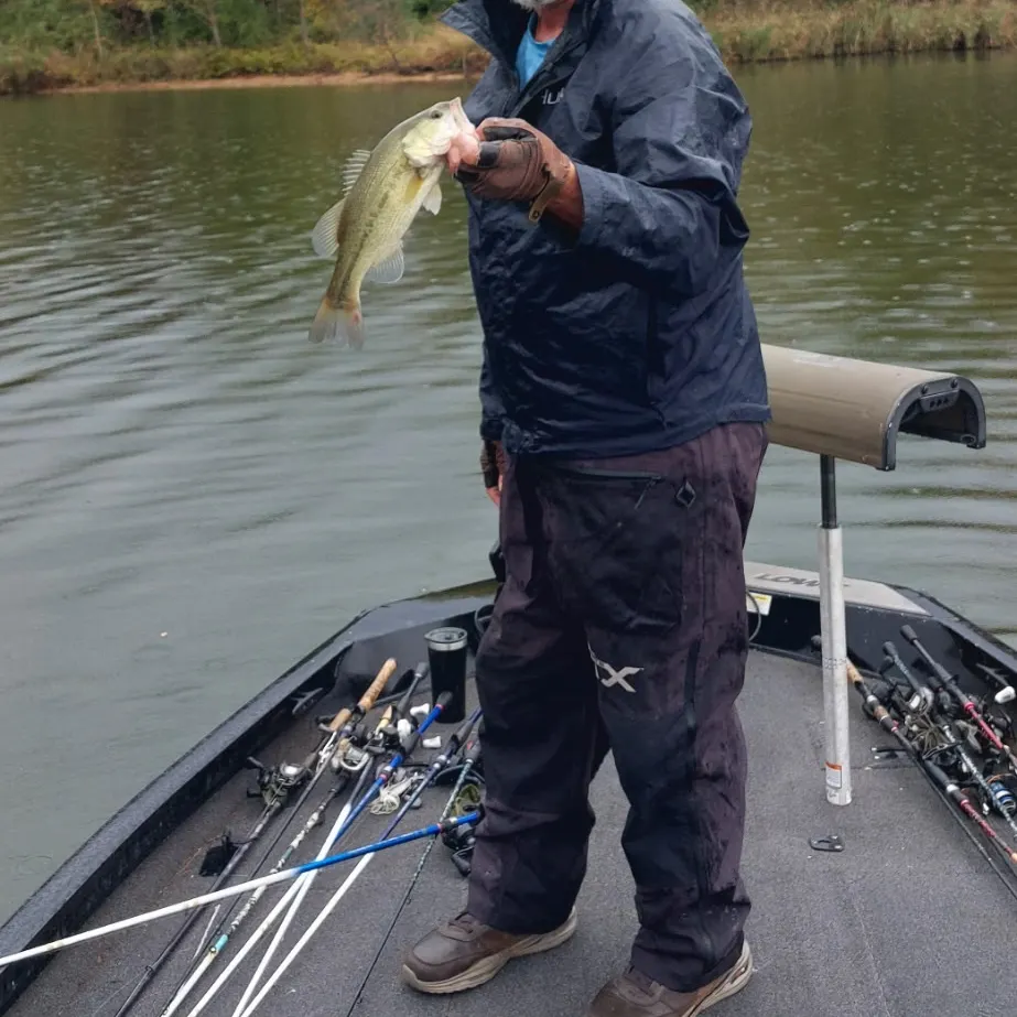 Largemouth bass caught on Fishbrain
