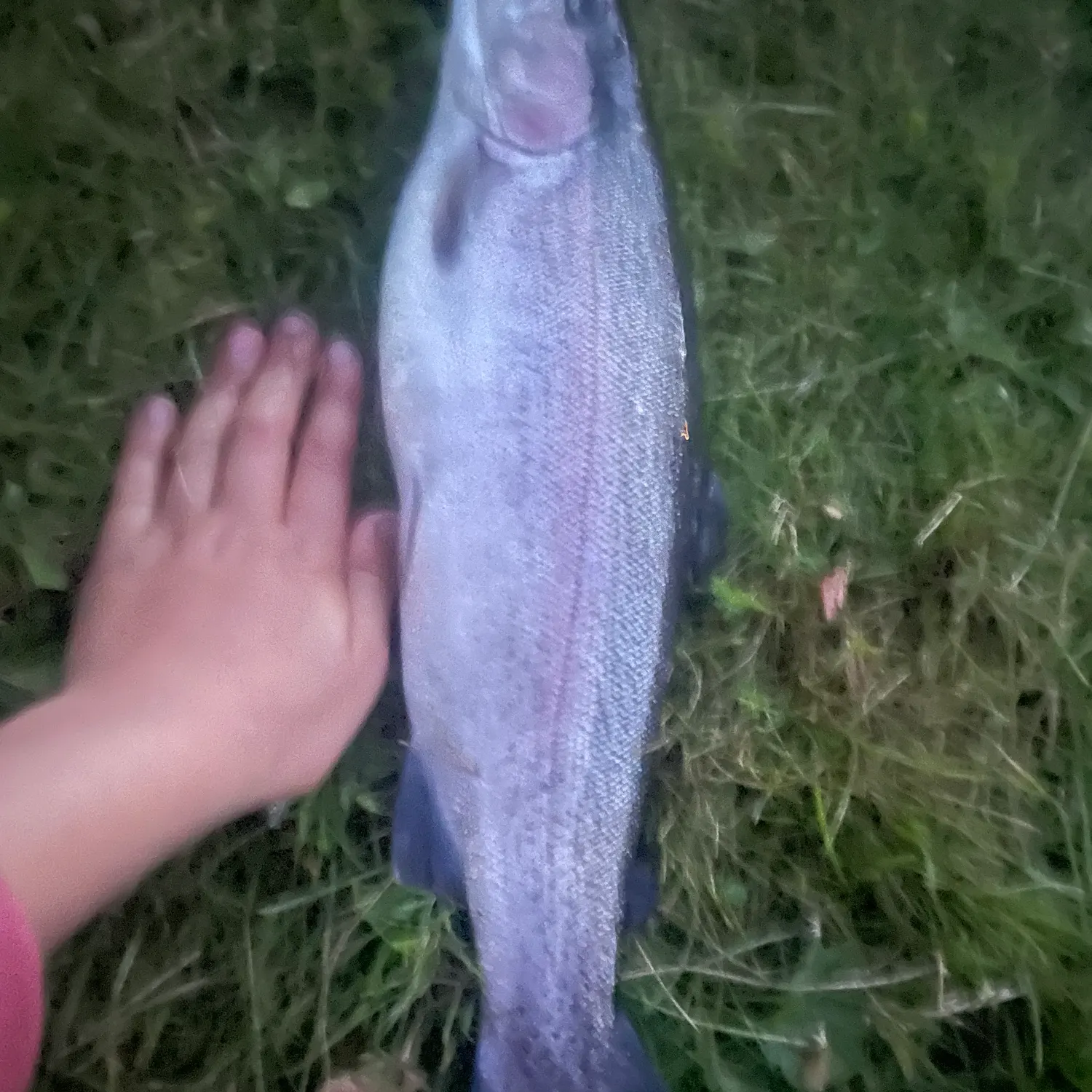 The most recent Rainbow trout catches on Fishbrain