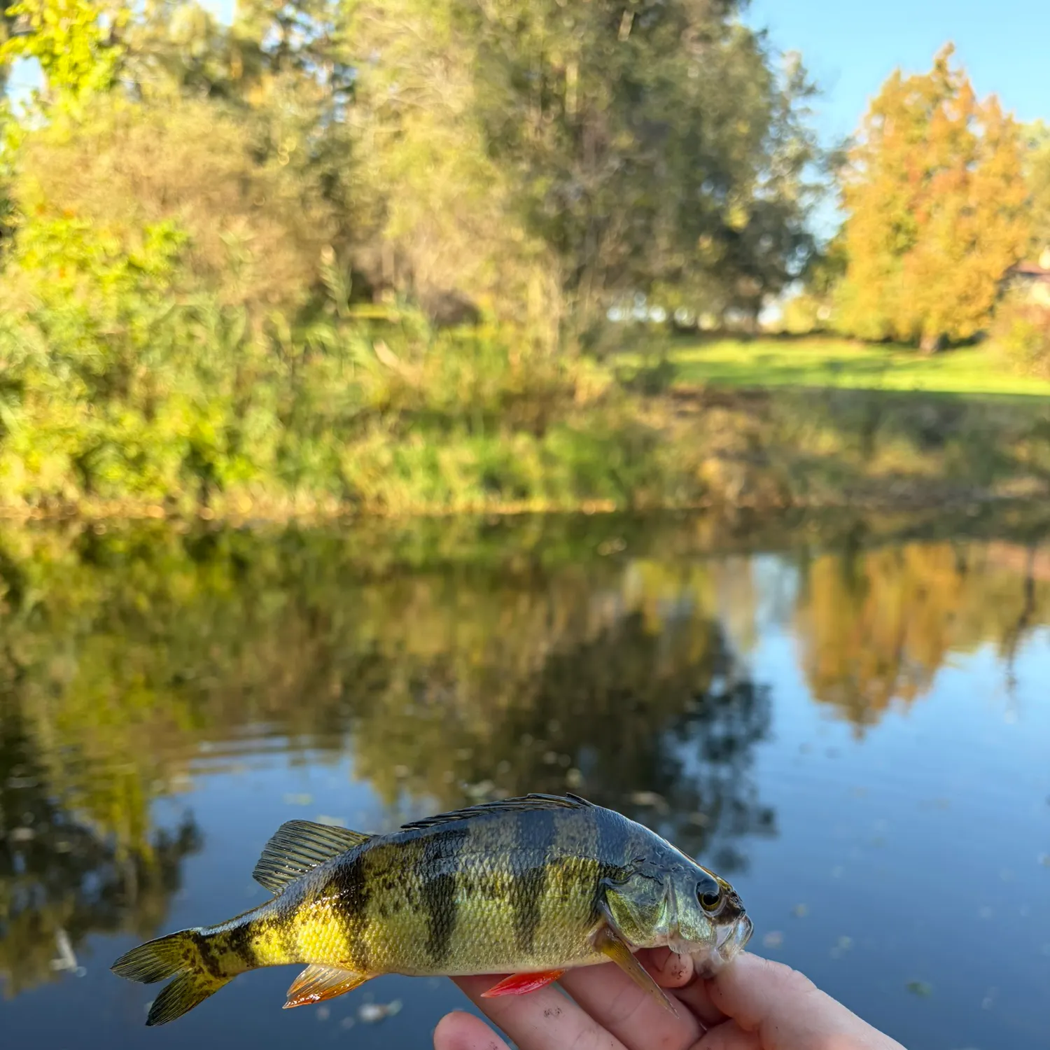 Yellow perch caught on Fishbrain