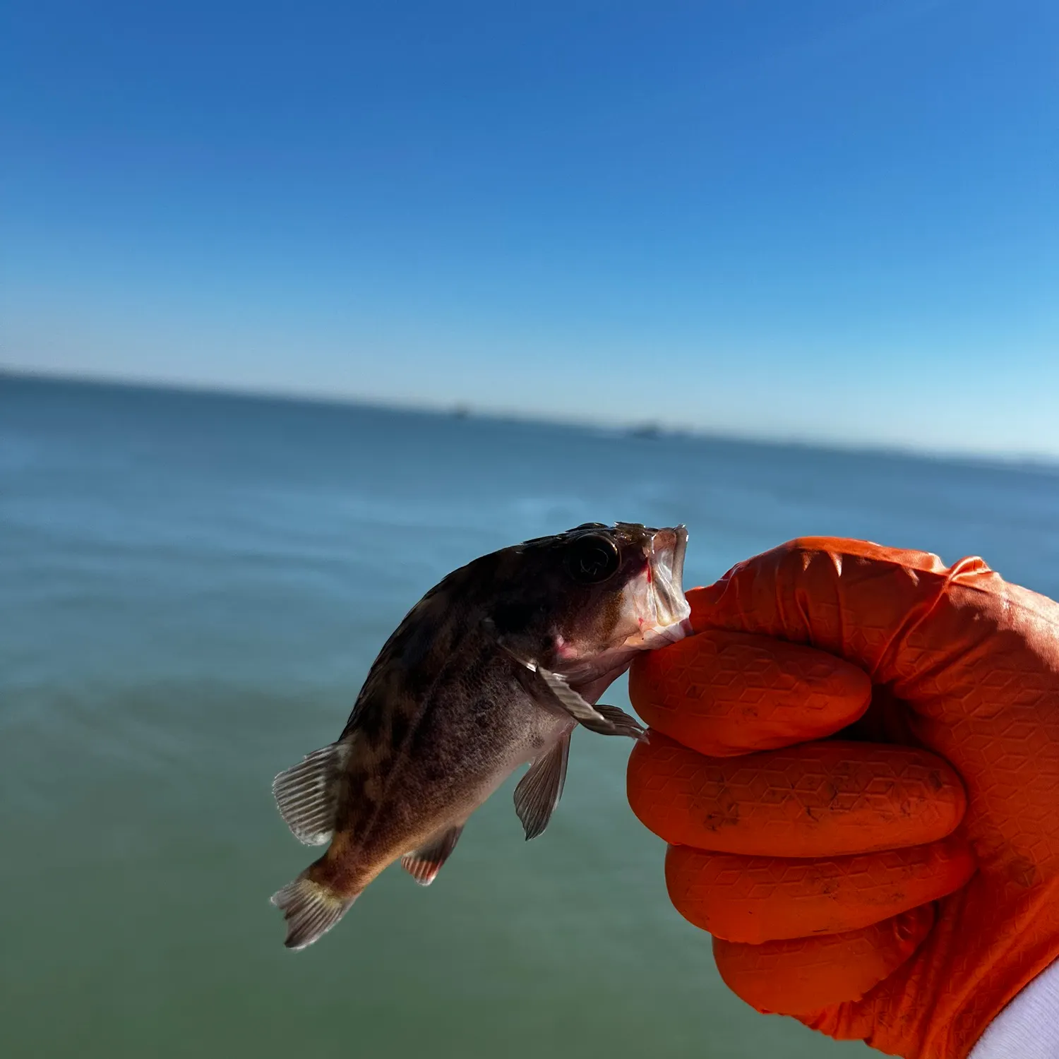 The most recent Brown rockfish catches on Fishbrain