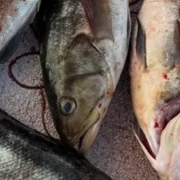 Kelp bass caught on Fishbrain