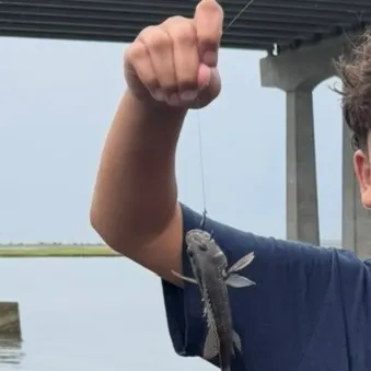 Black sea bass caught on Fishbrain