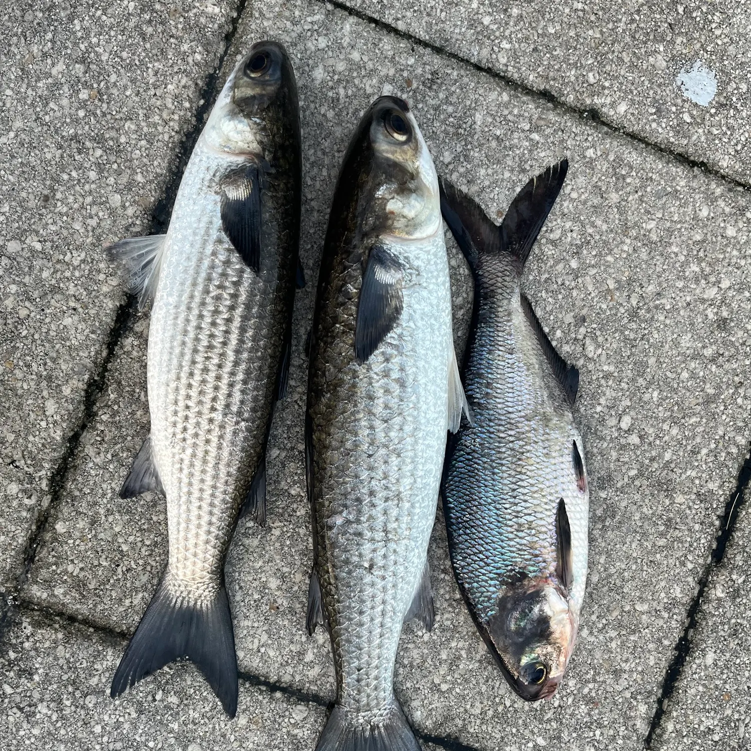 American gizzard shad caught on Fishbrain