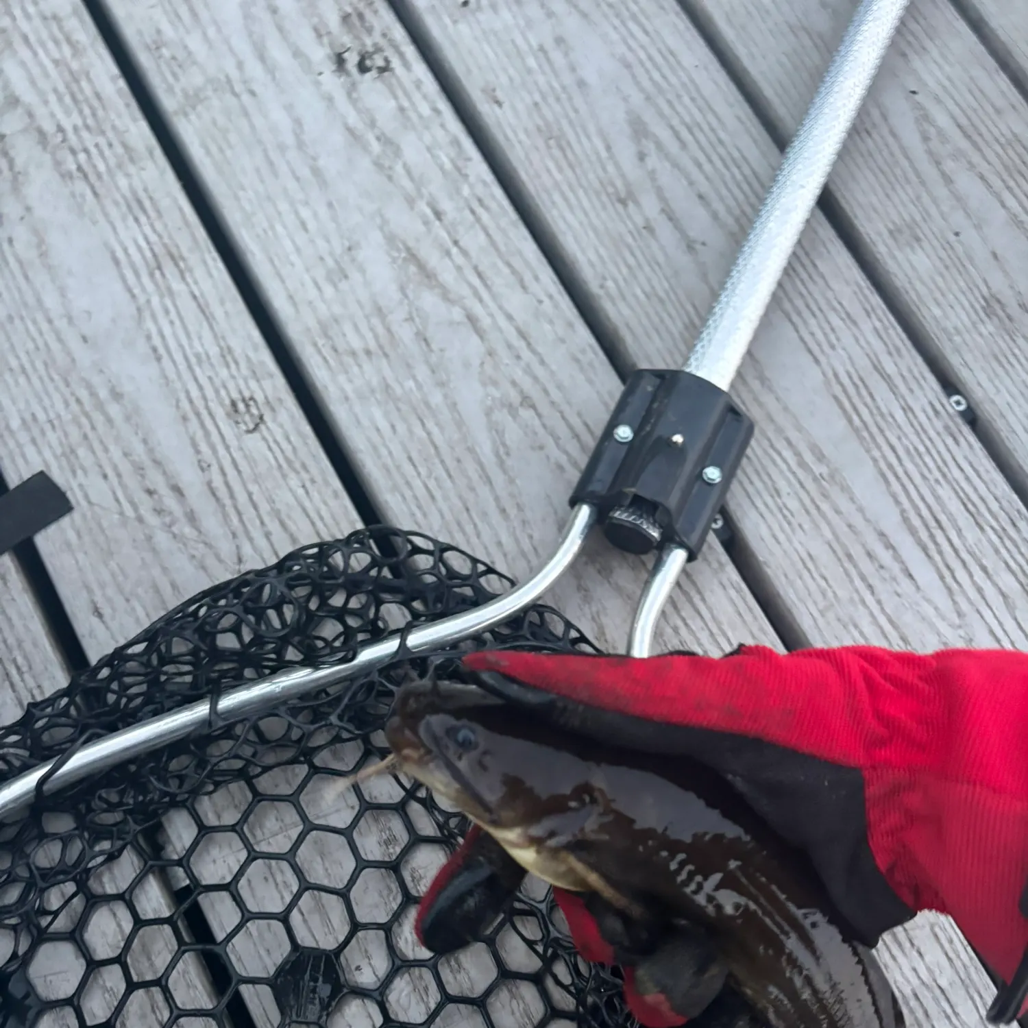 Brown bullhead caught on Fishbrain