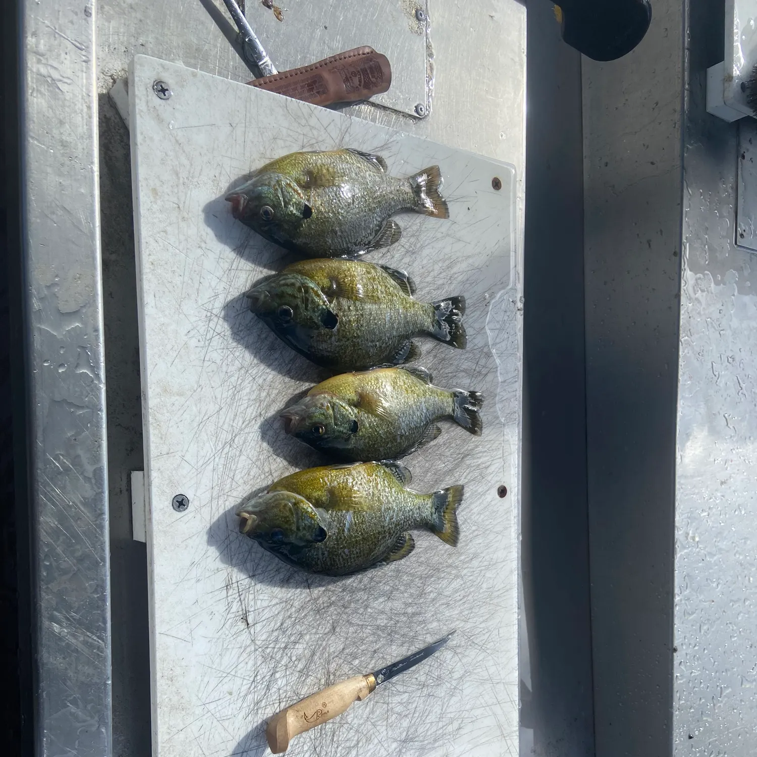 recently logged catches