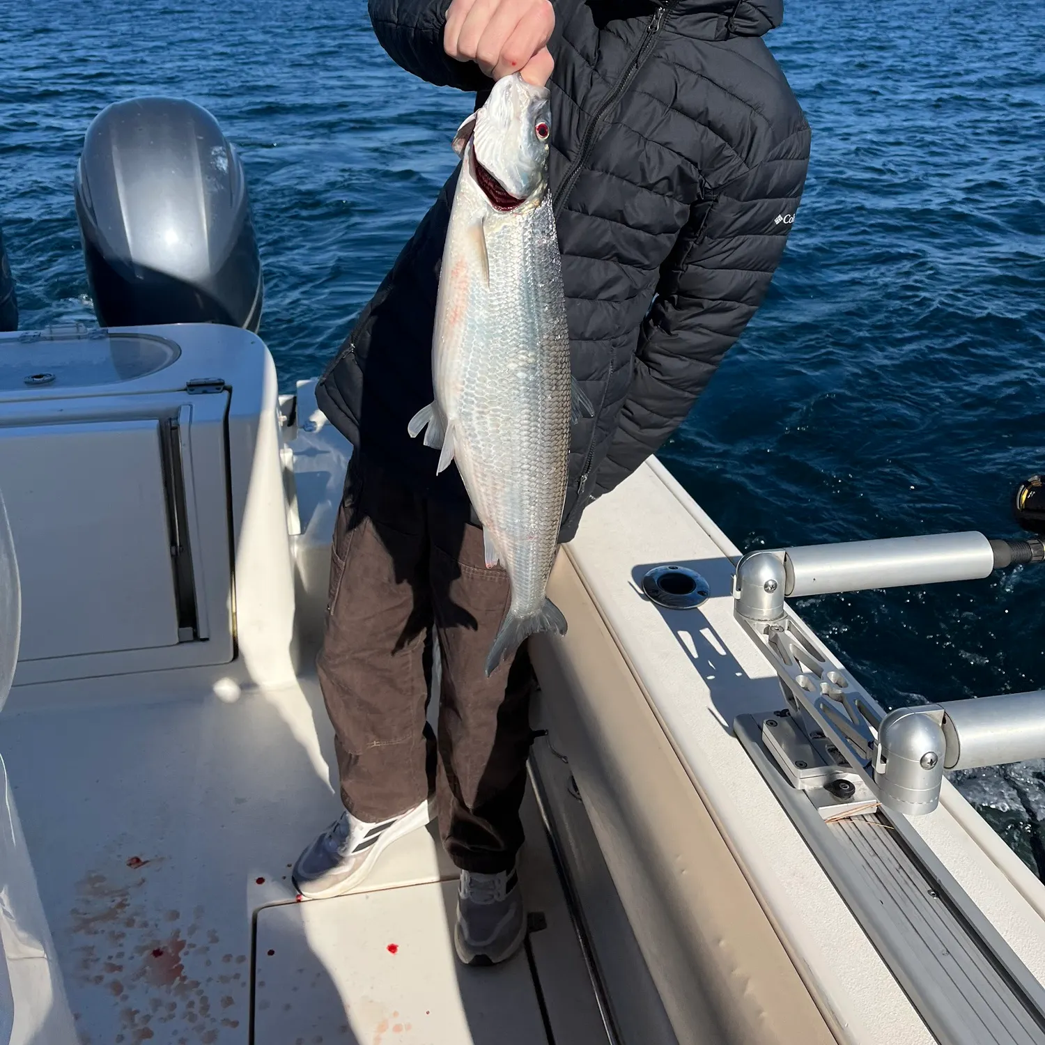 The most recent Northern cisco catches on Fishbrain