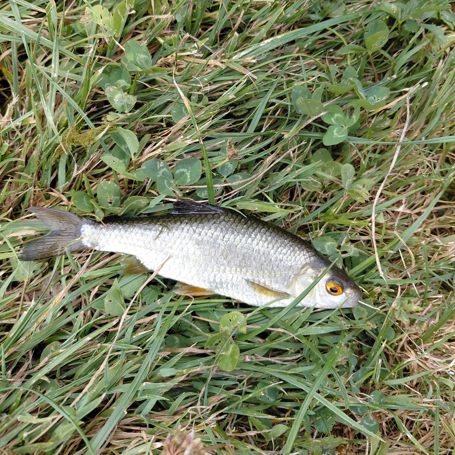 Common roach caught on Fishbrain