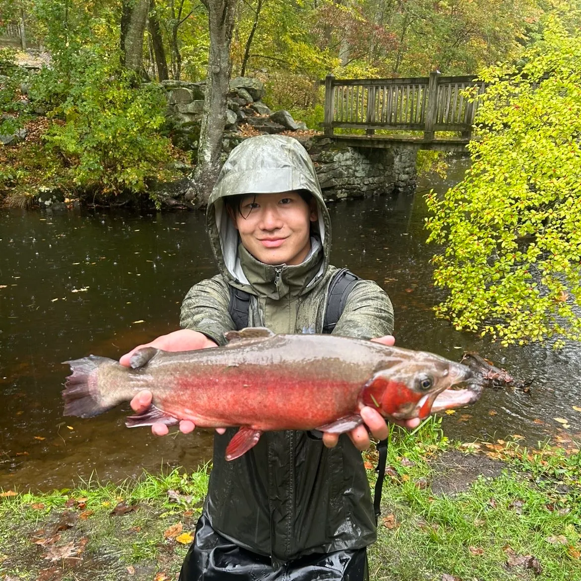 Rainbow trout caught on Fishbrain