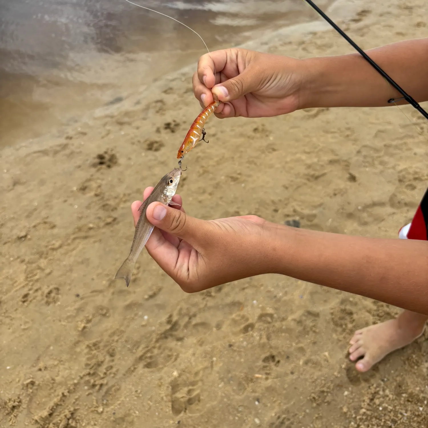 The most recent Sand sillago catches on Fishbrain