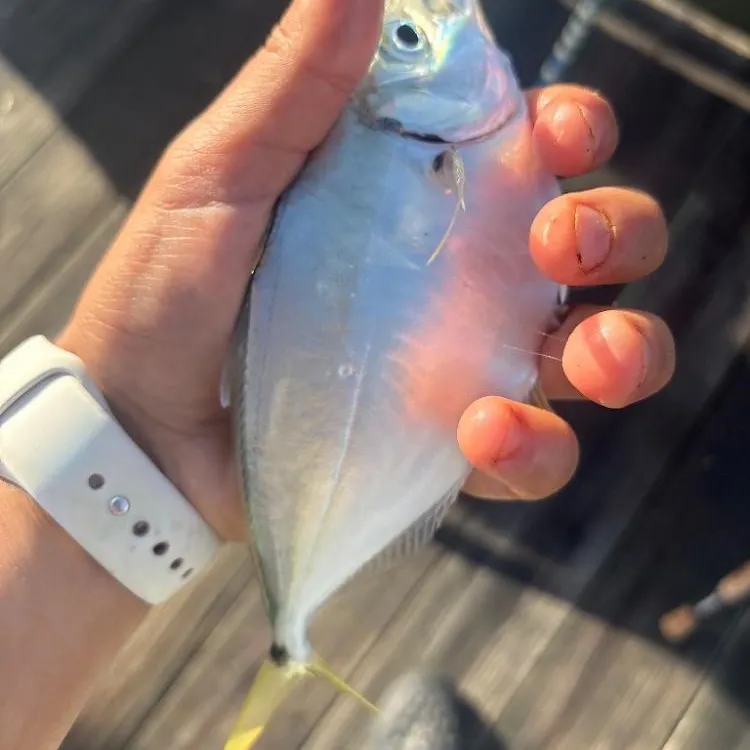 The most recent Atlantic bumper catches on Fishbrain