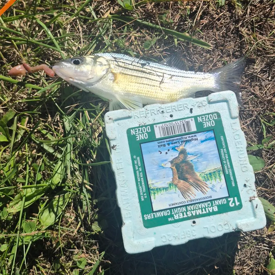 Fish caught on Fishbrain