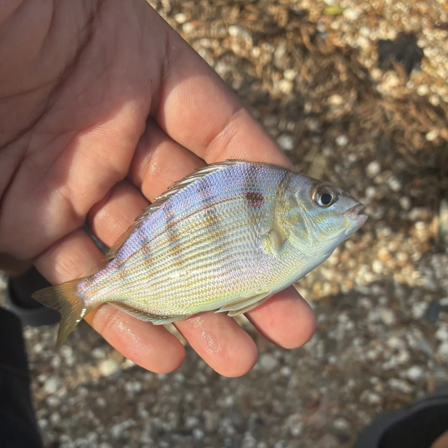 The most recent Pinfish catches on Fishbrain