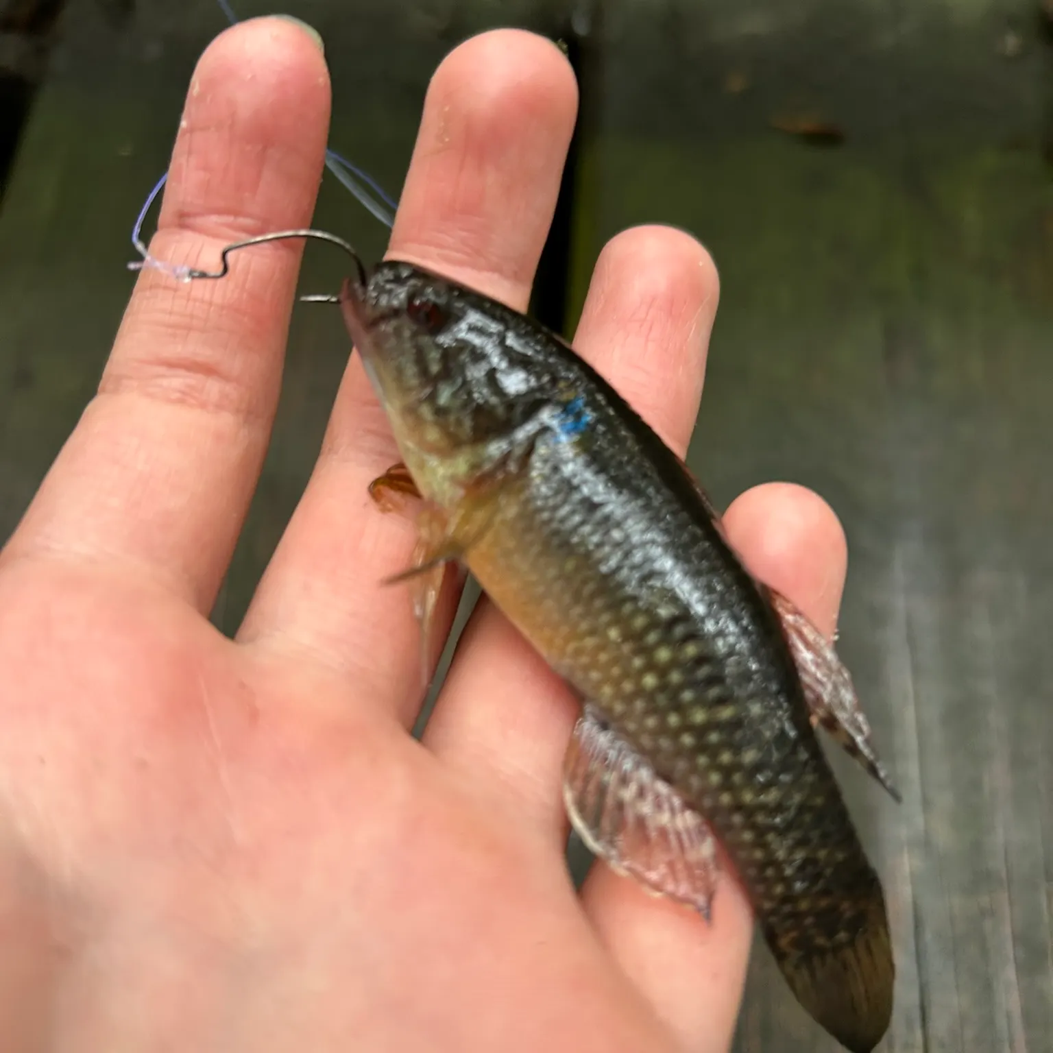 The most recent Fat Sleeper catches on Fishbrain