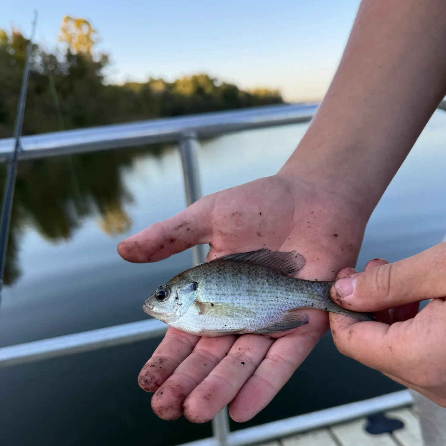 Bluegill caught on Fishbrain