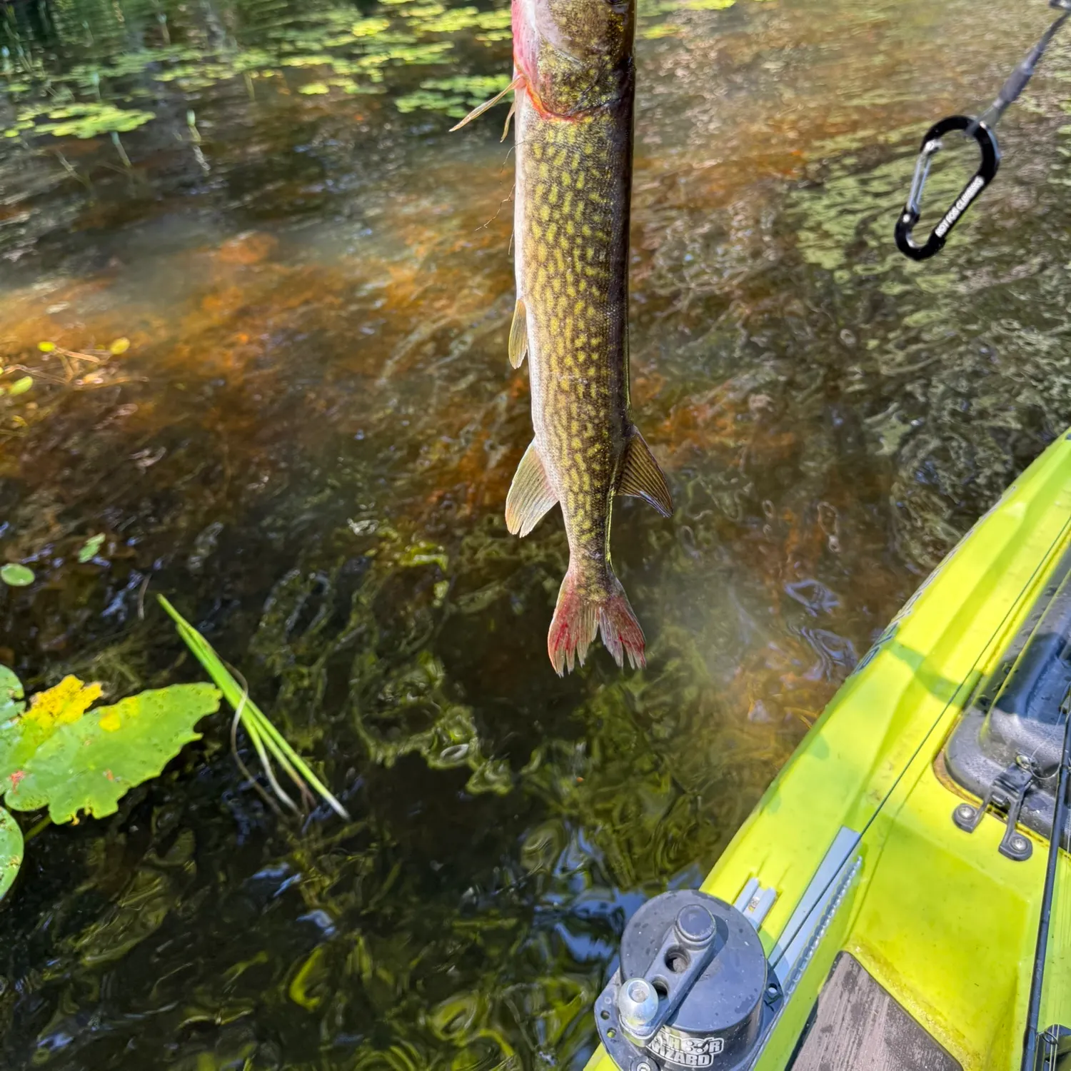 recently logged catches