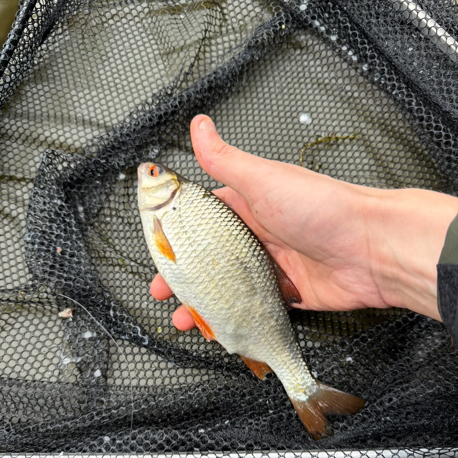 Common roach caught on Fishbrain
