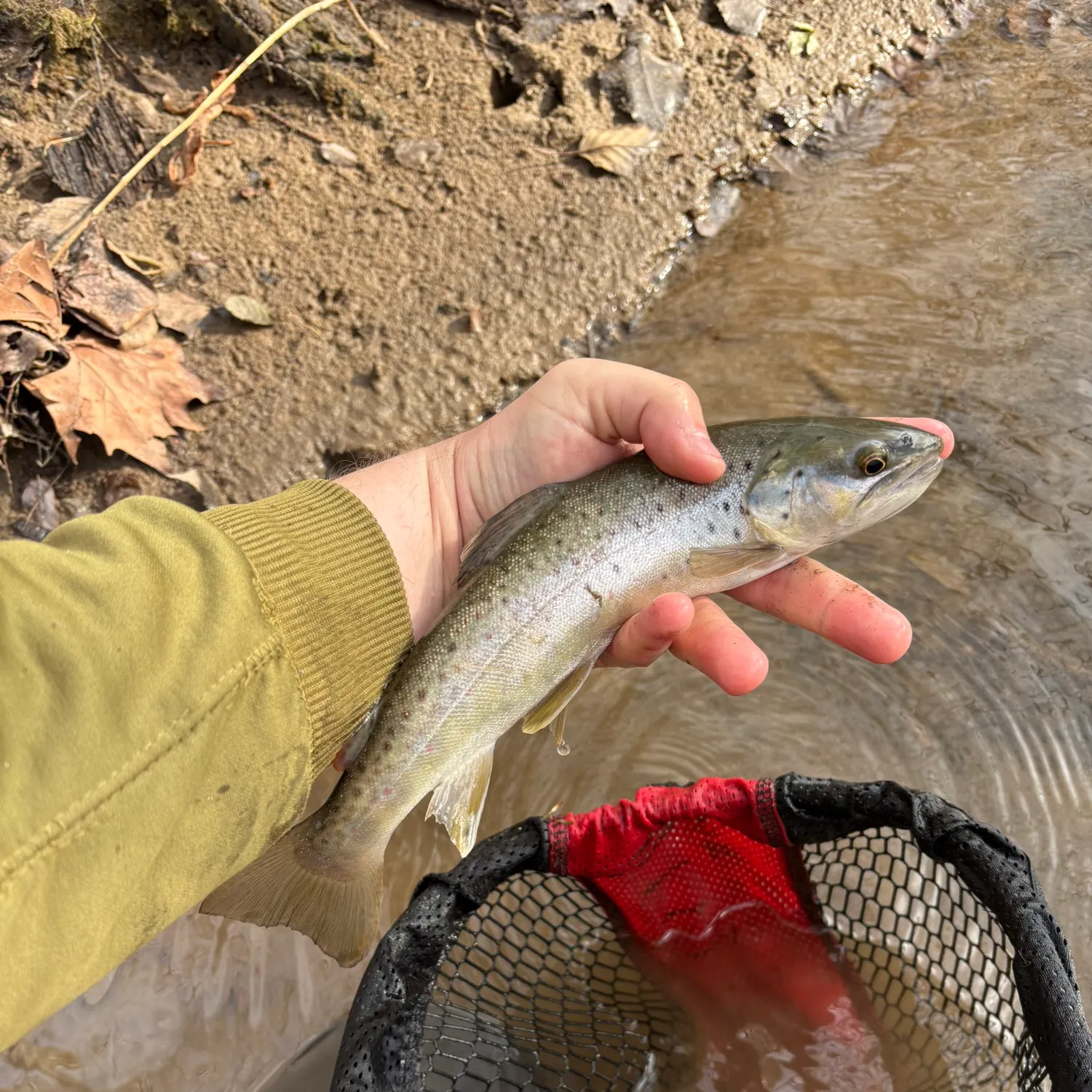 The most recent Brown trout catches on Fishbrain