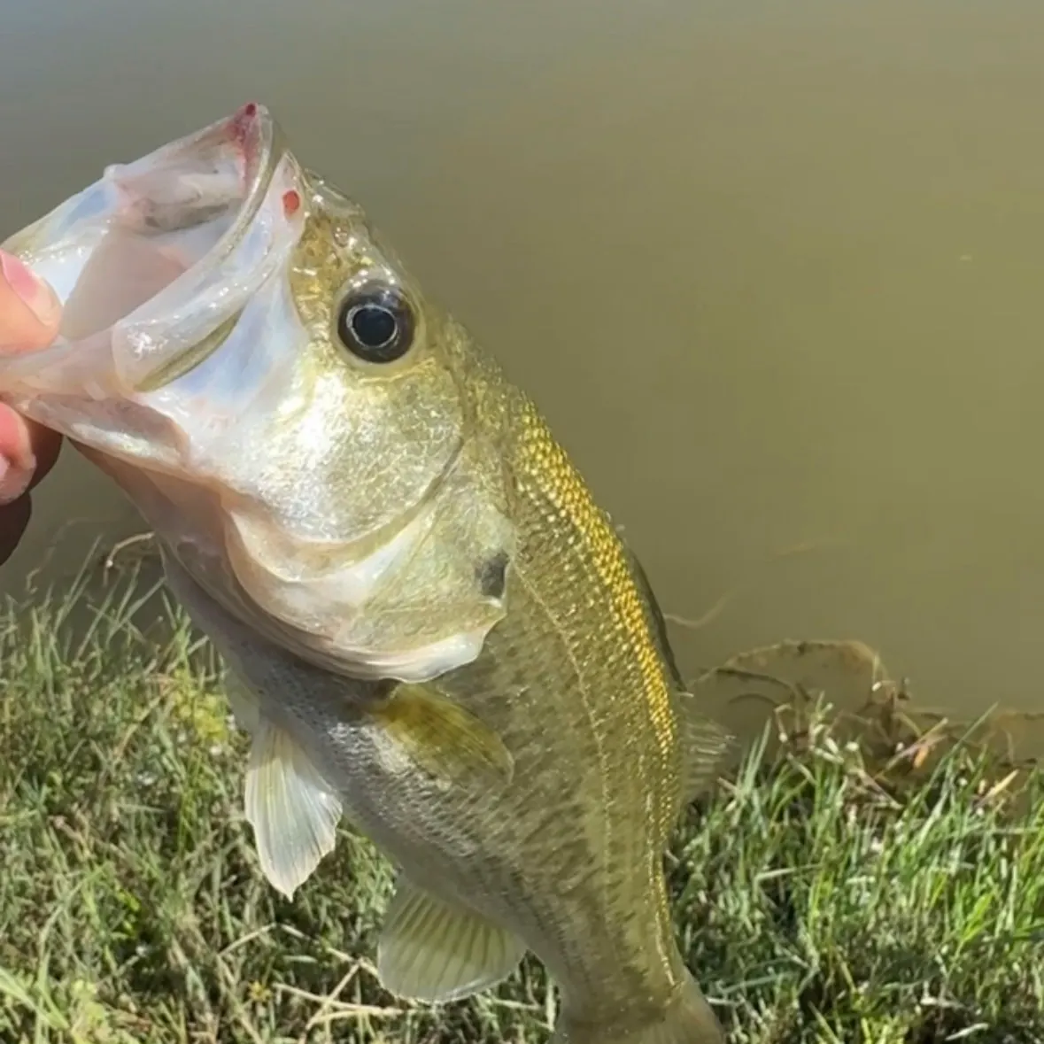 Fish caught on Fishbrain