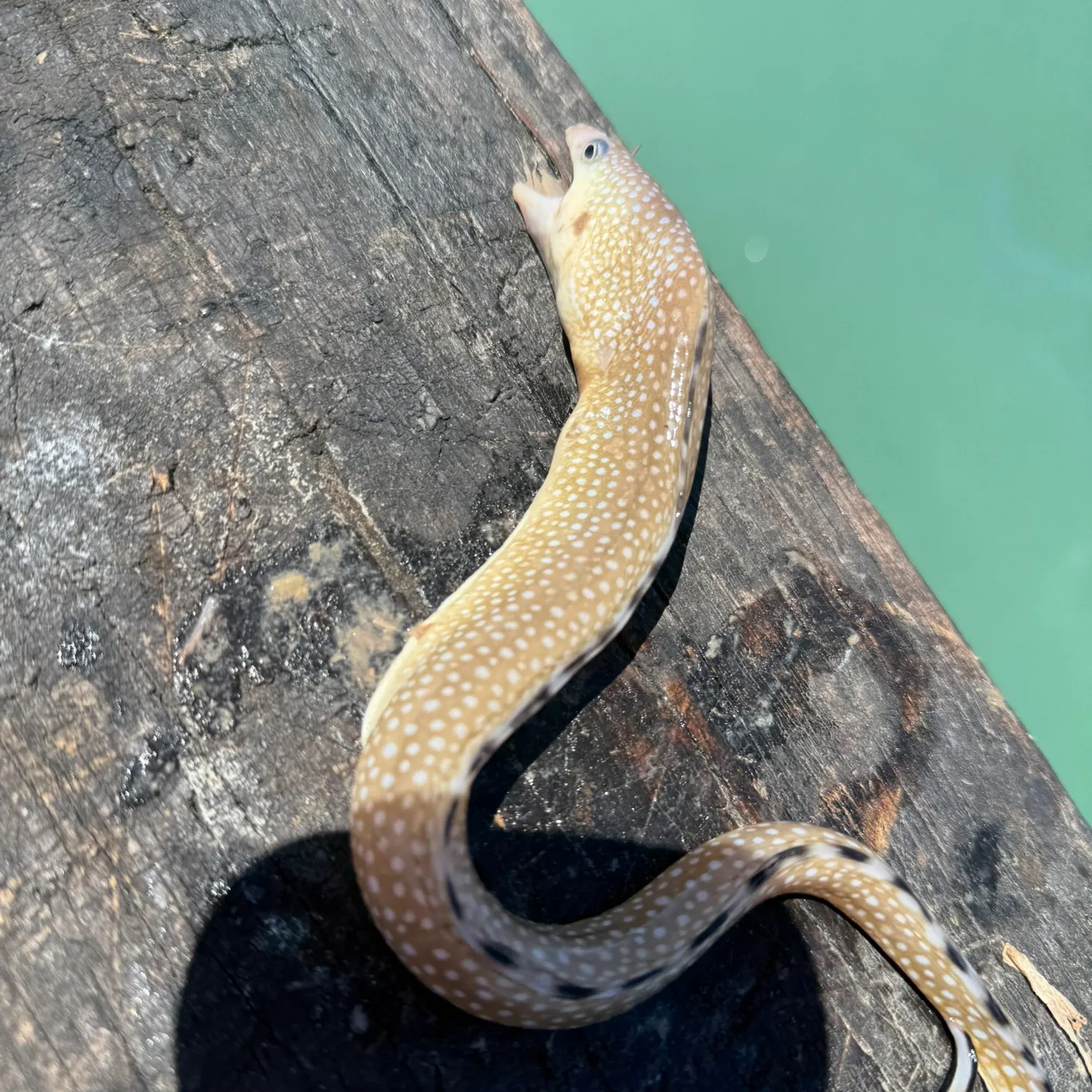 The most recent Blackedge moray catches on Fishbrain