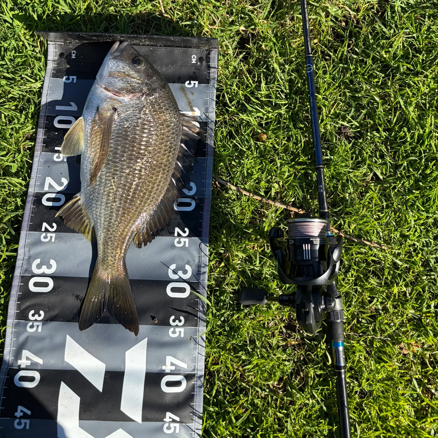 Southern black bream caught on Fishbrain