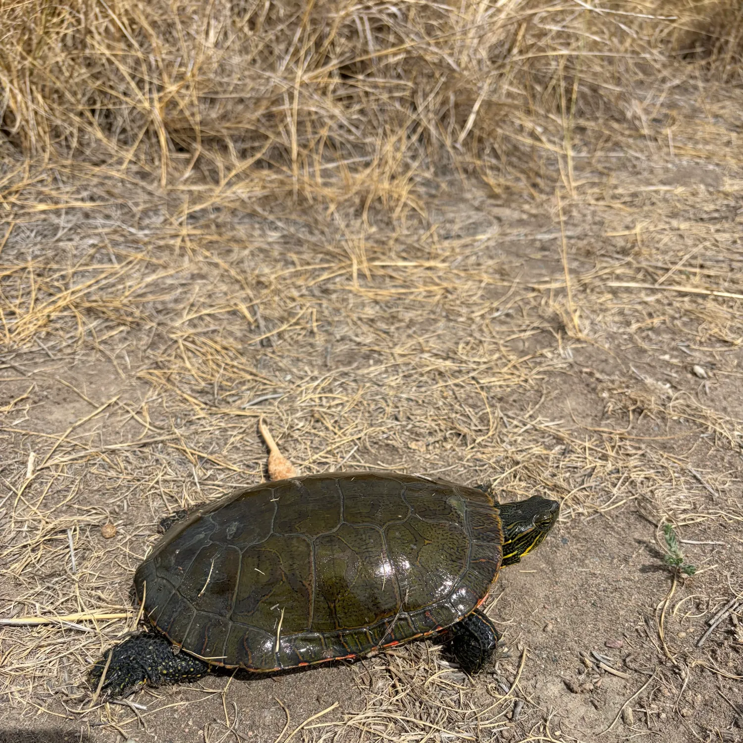Pond slider turtle caught on Fishbrain