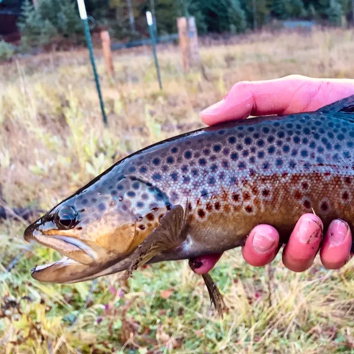 The most recent Brown trout catches on Fishbrain