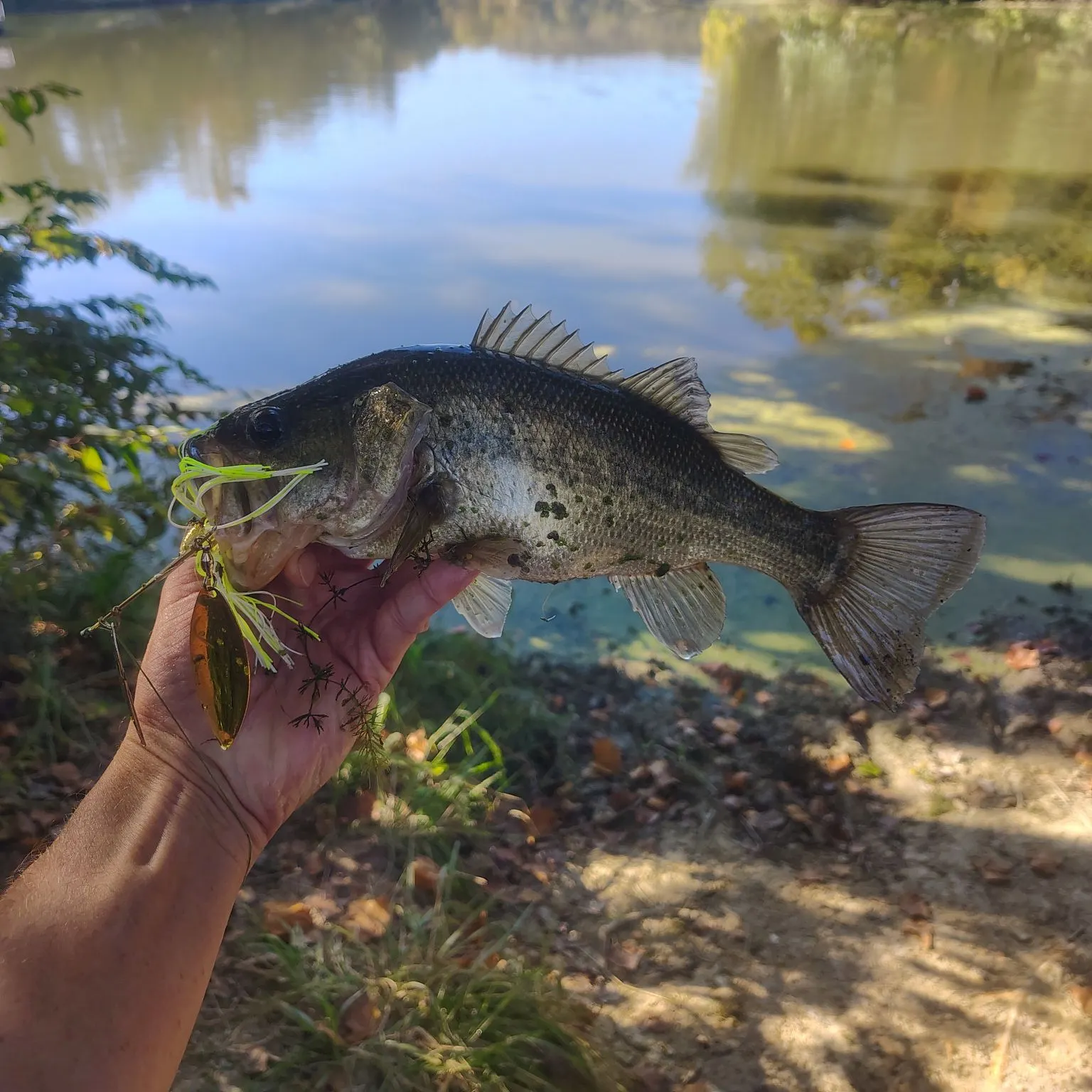 Largemouth bass caught on Fishbrain