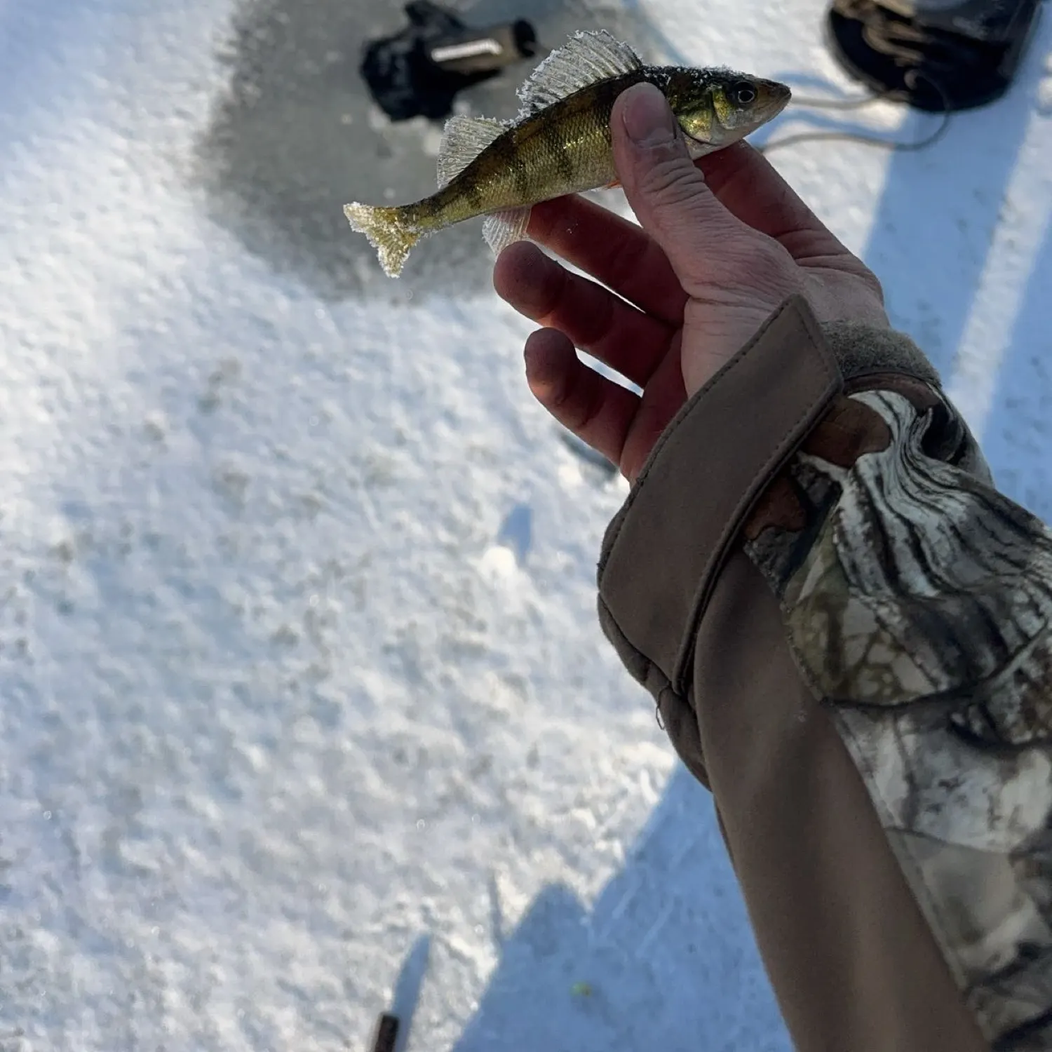 The most recent Yellow perch catches on Fishbrain