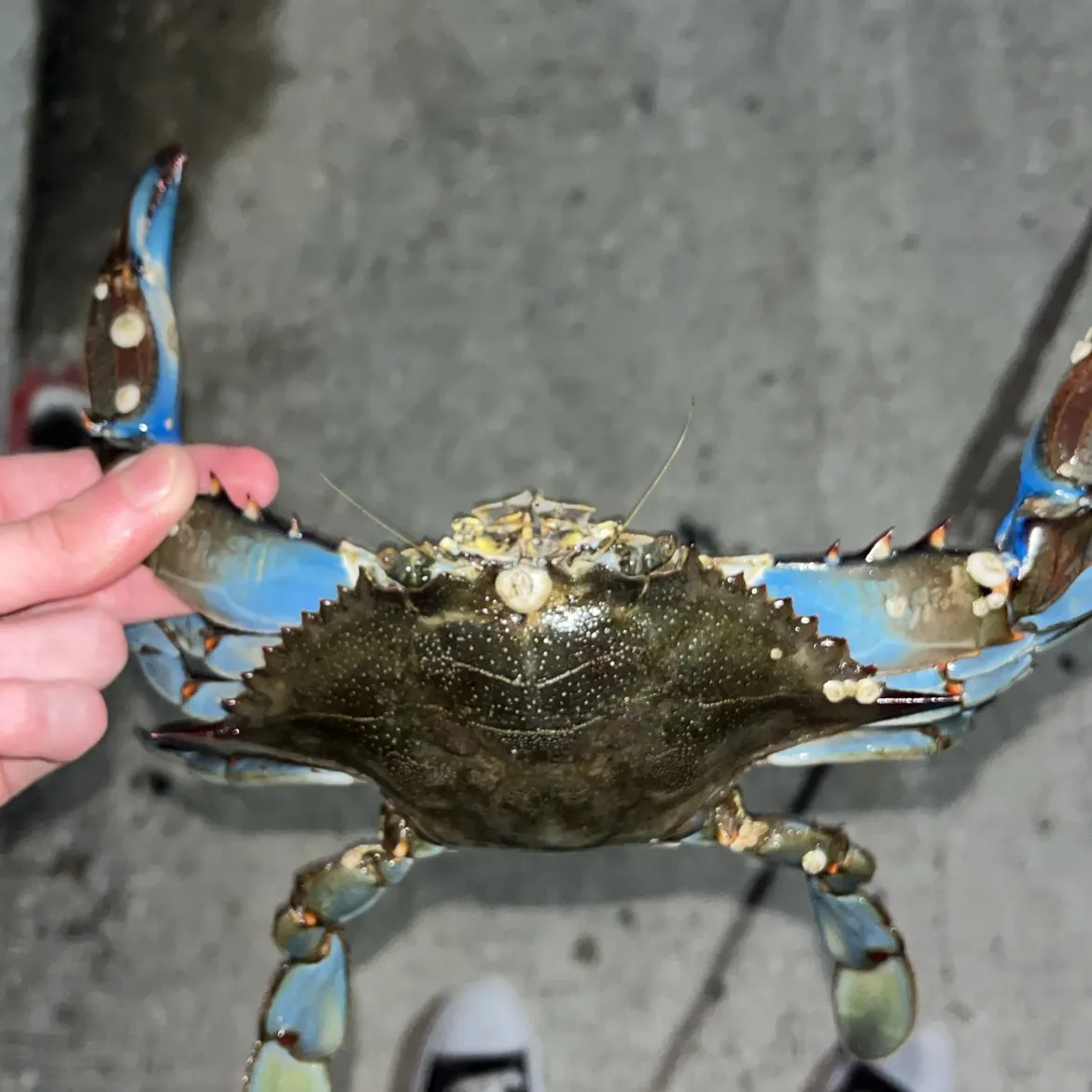 The most recent Blue crab catches on Fishbrain
