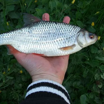 Common roach caught on Fishbrain