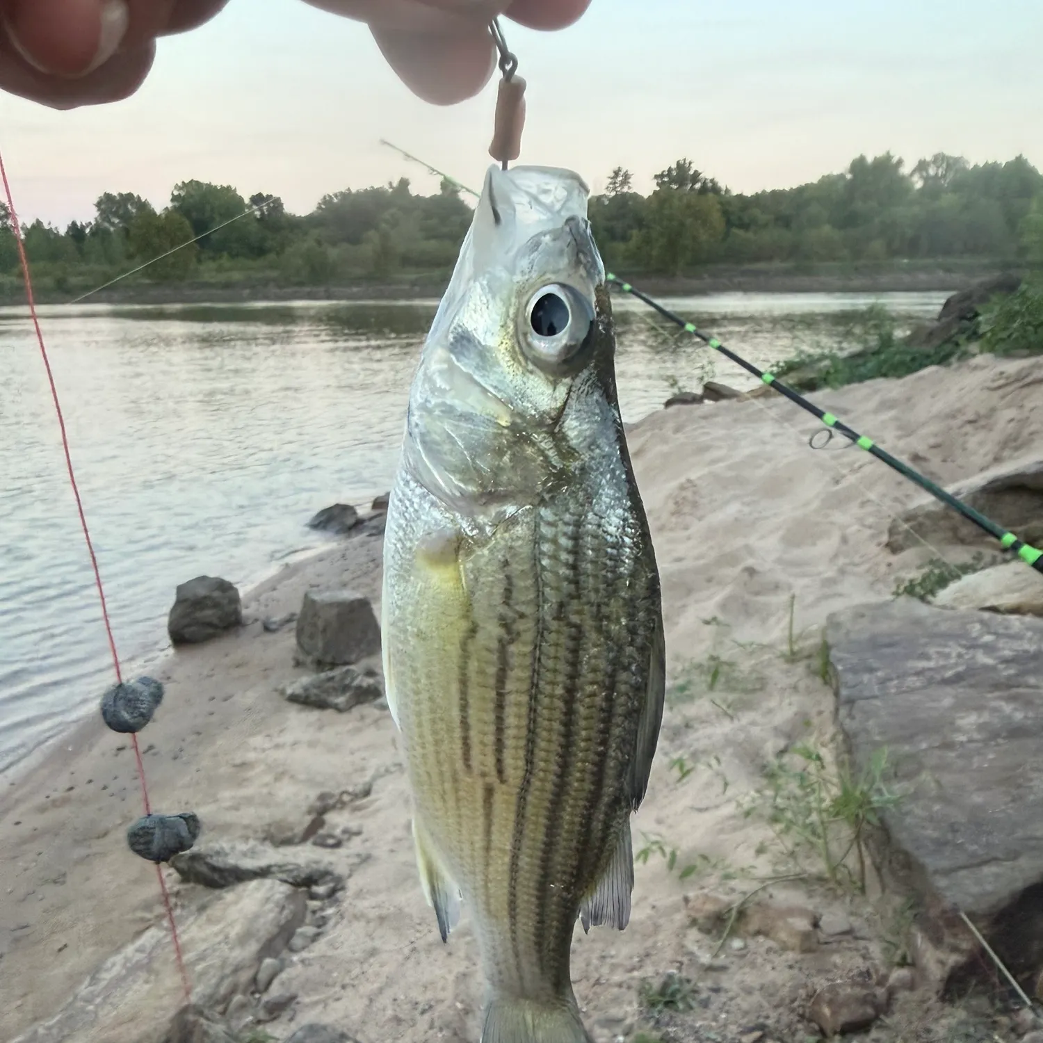 Yellow bass caught on Fishbrain