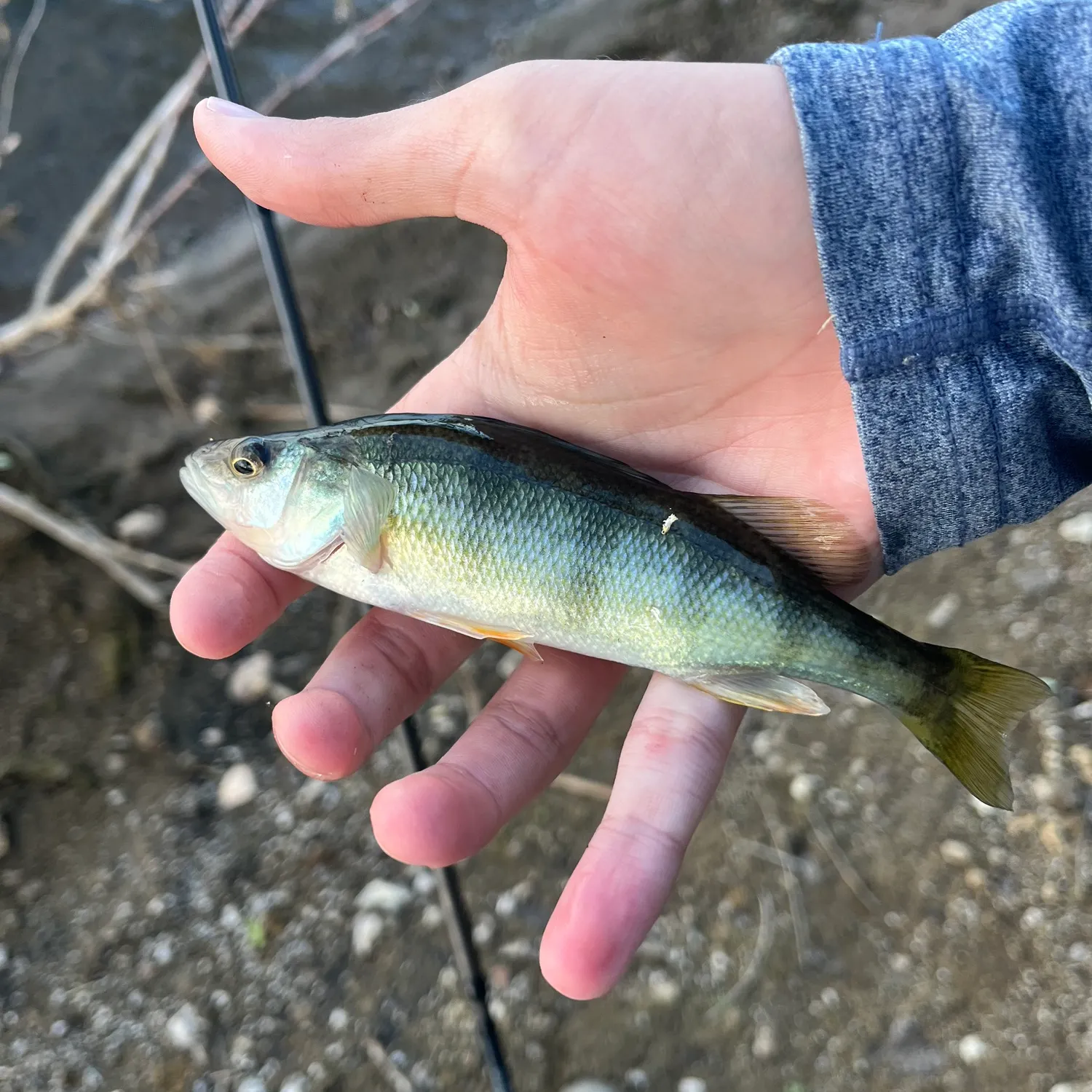 Yellow perch caught on Fishbrain