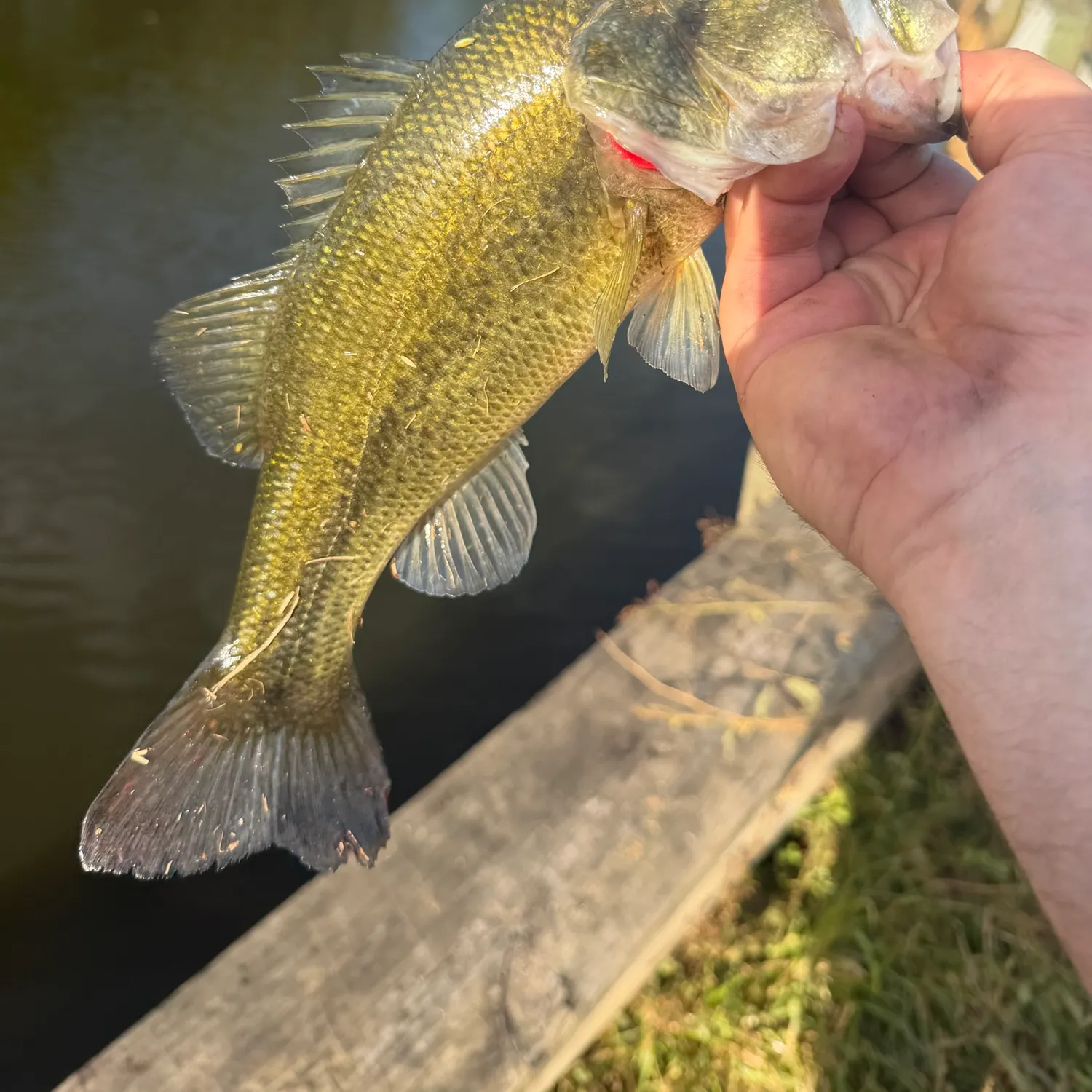 Largemouth bass caught on Fishbrain
