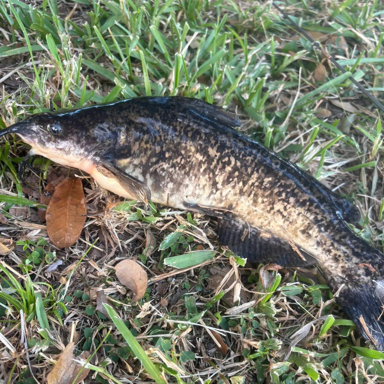 The most recent Spotted bullhead catches on Fishbrain