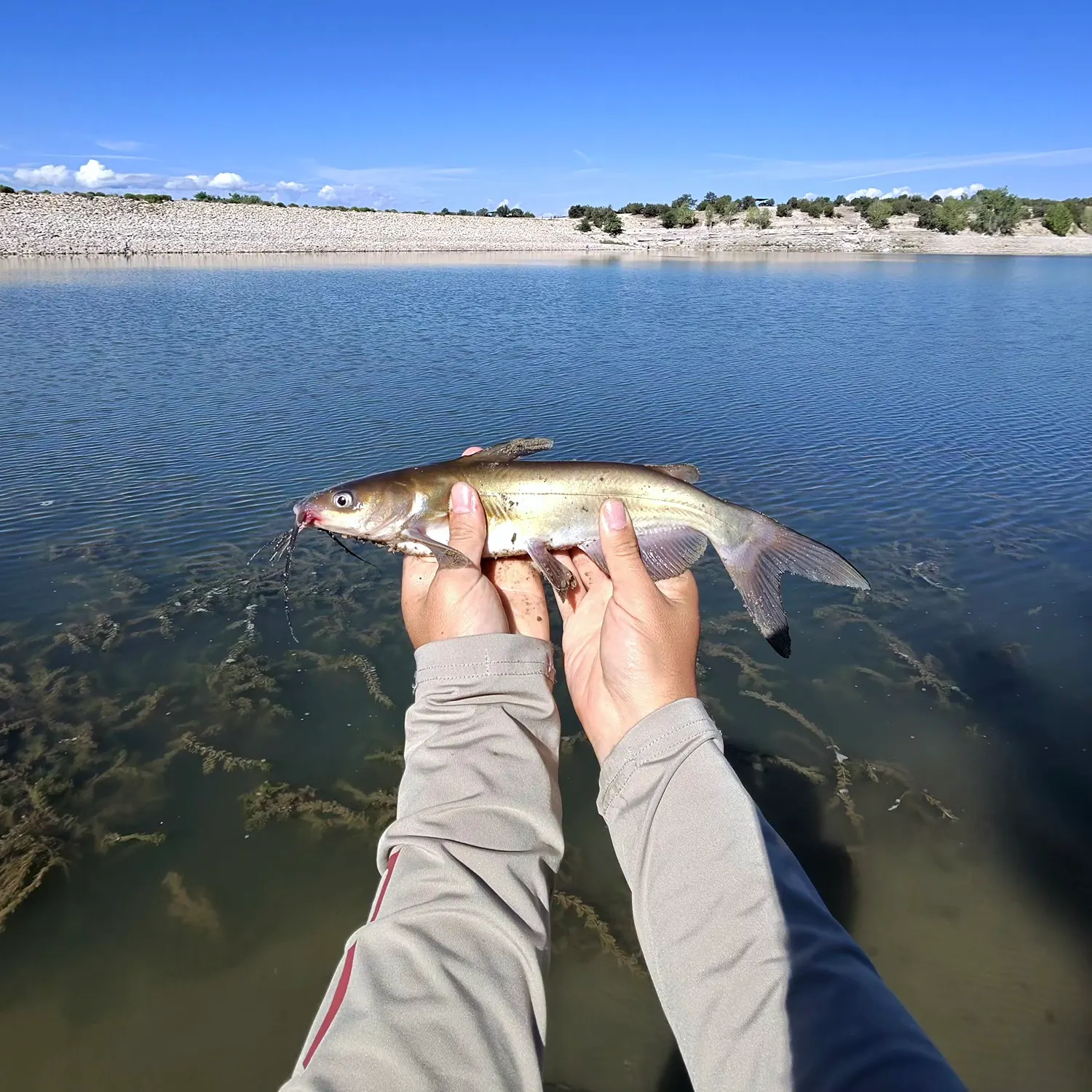 Channel catfish caught on Fishbrain
